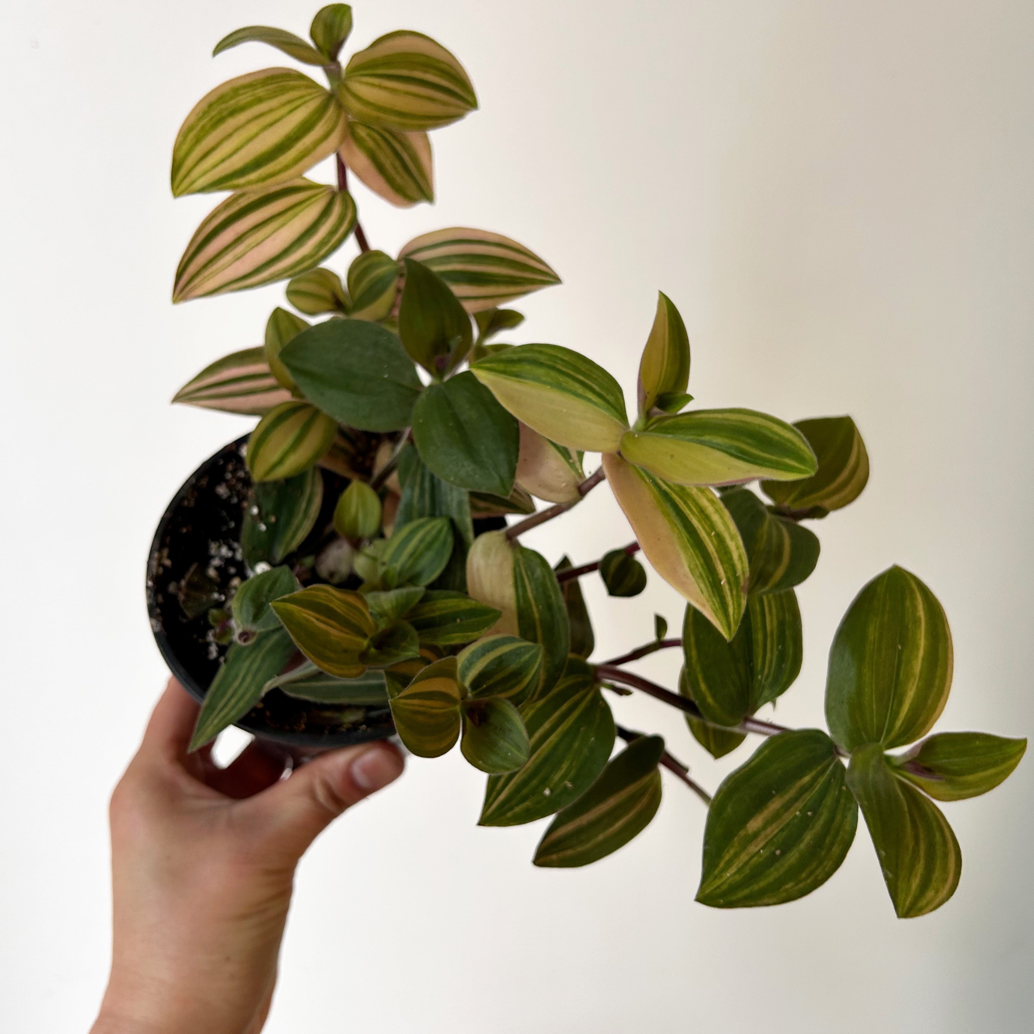 Variegated Tradescantia chrysophylla 'Baby Bunny Bellies' 4” pot