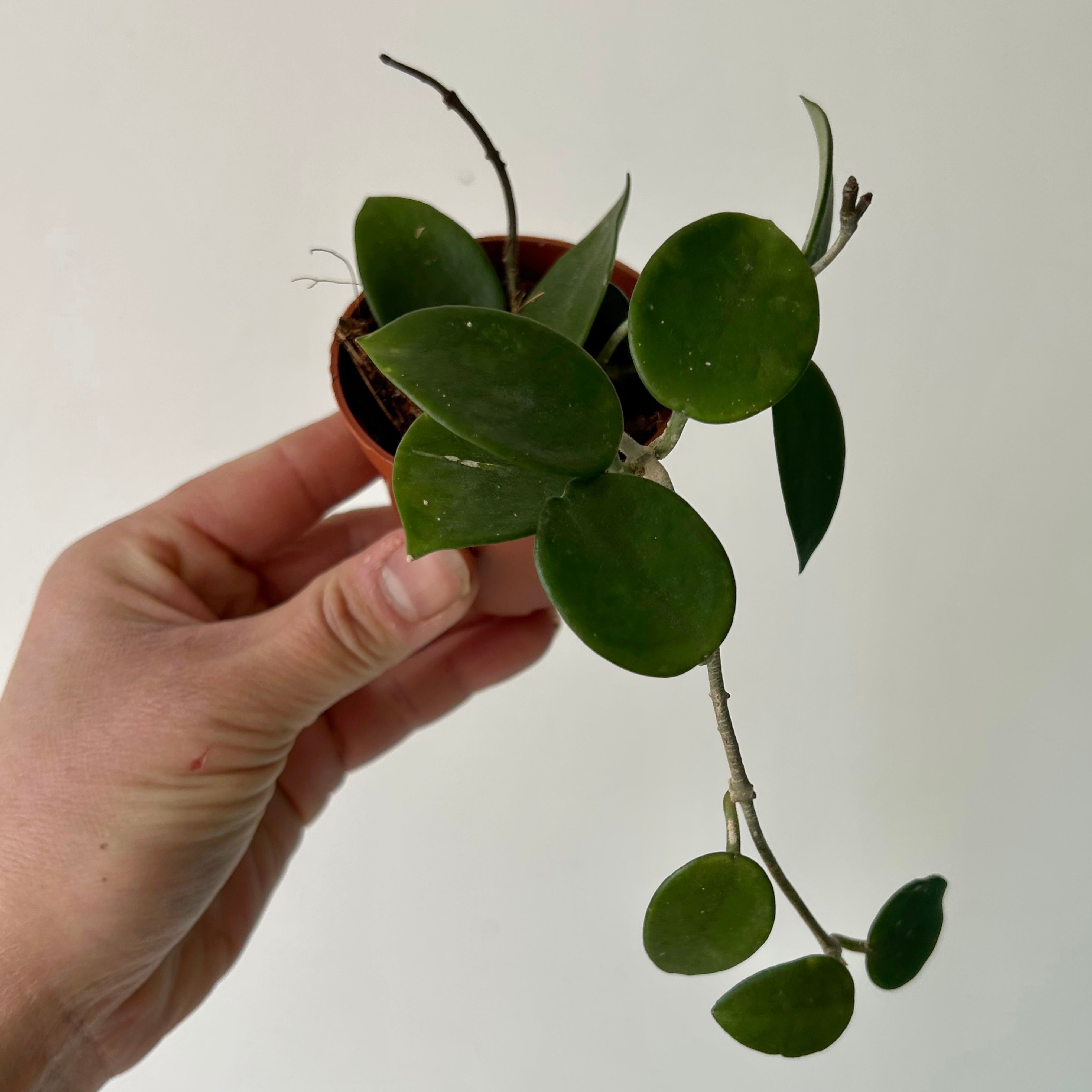 Hoya Chuoke (H.CarnosaXH.serpens) 2.5”pot