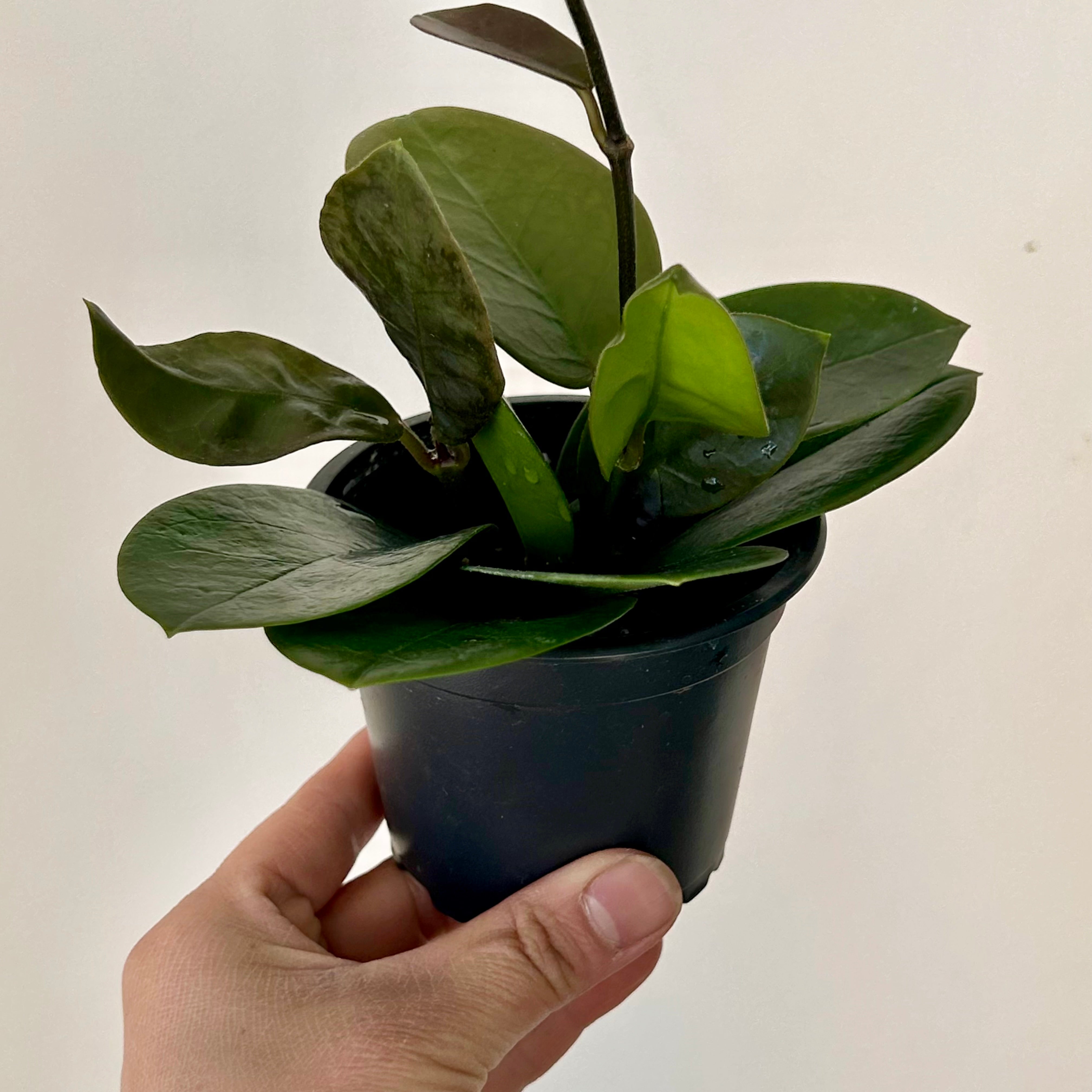 Hoya australis 3.5” pot