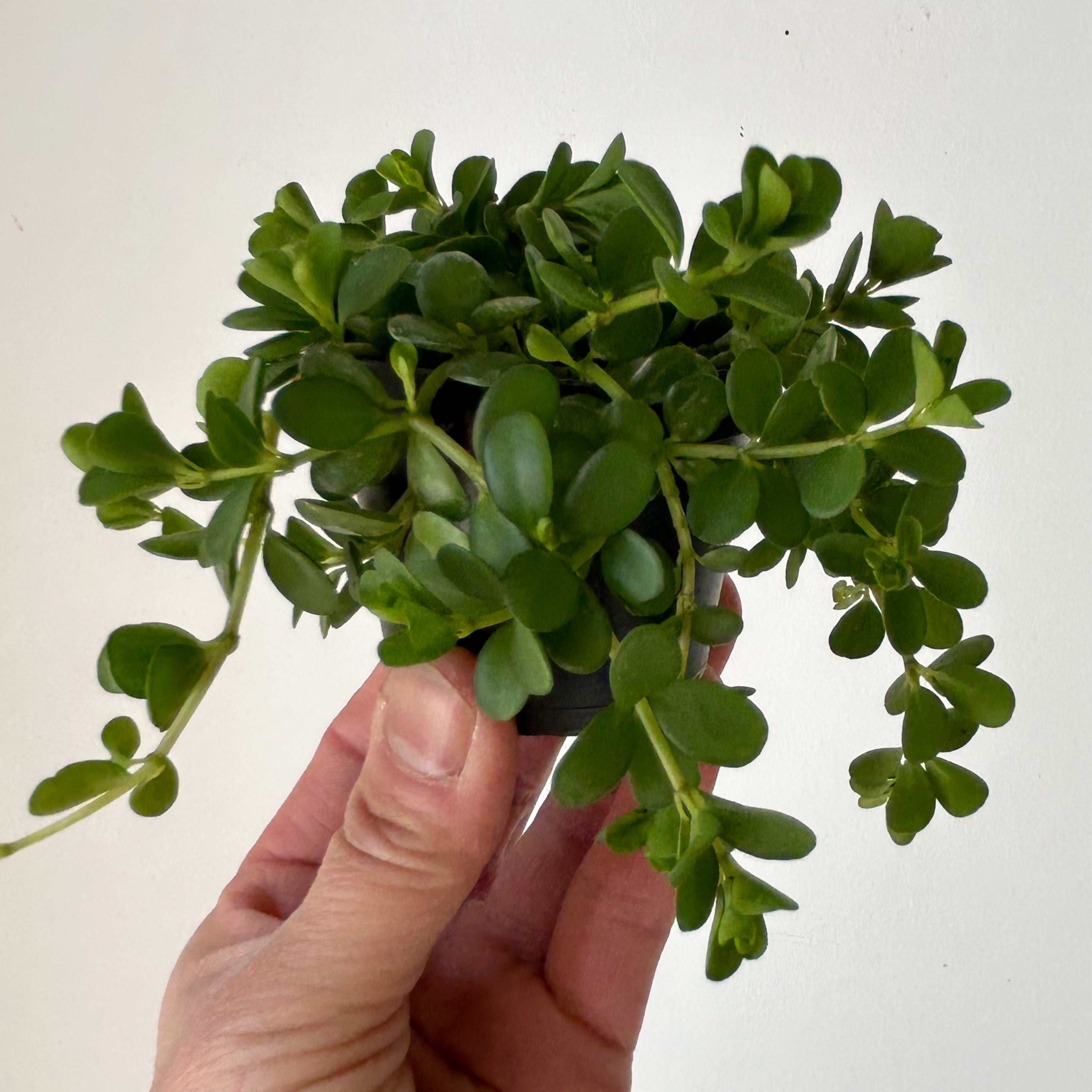 Peperomia deppeana"Rondo Romana” 2.5” pot