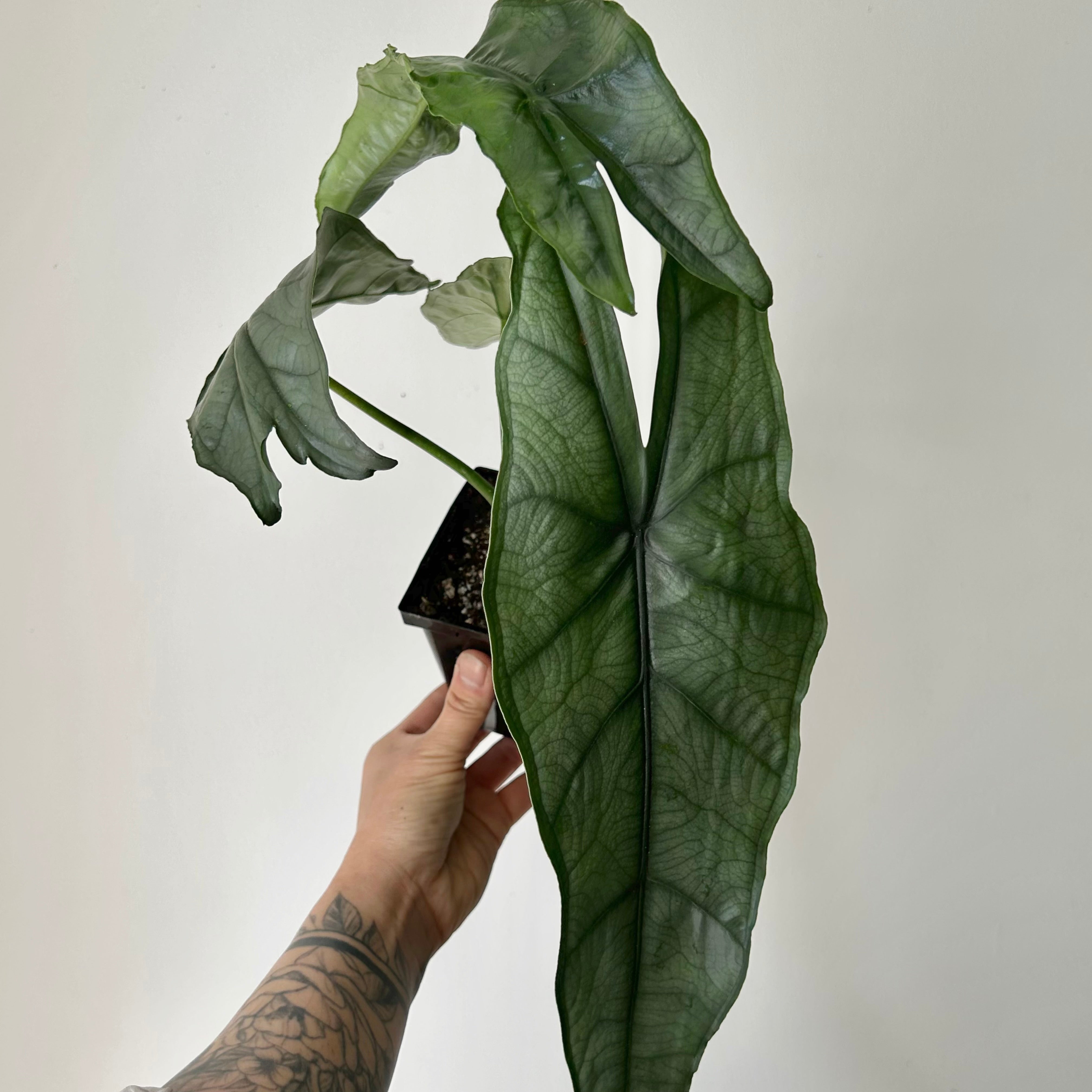 Alocasia heterophylla “Dragon’s Breath” 4”pot
