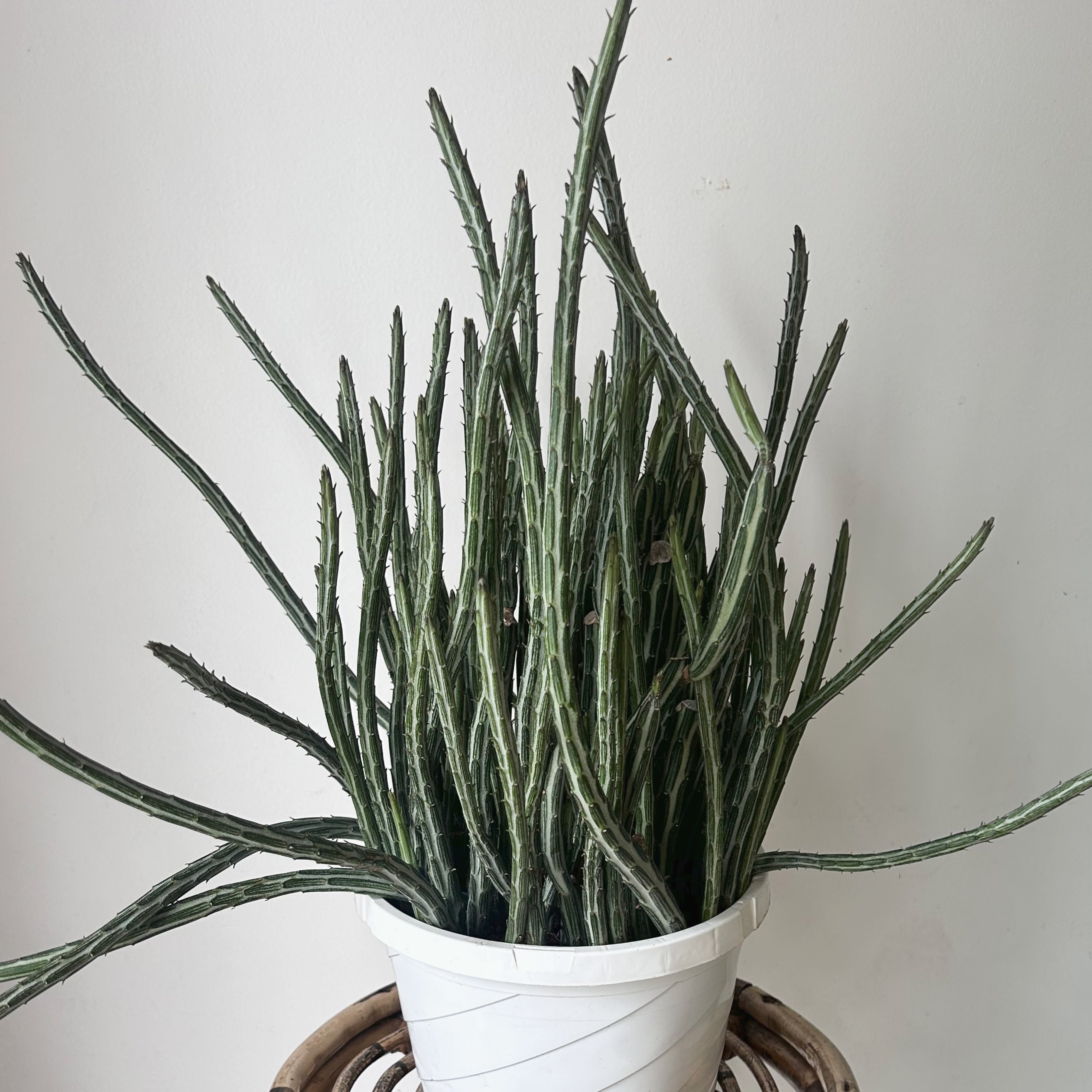 Senecio Stapeliiformis 8” hanging basket
