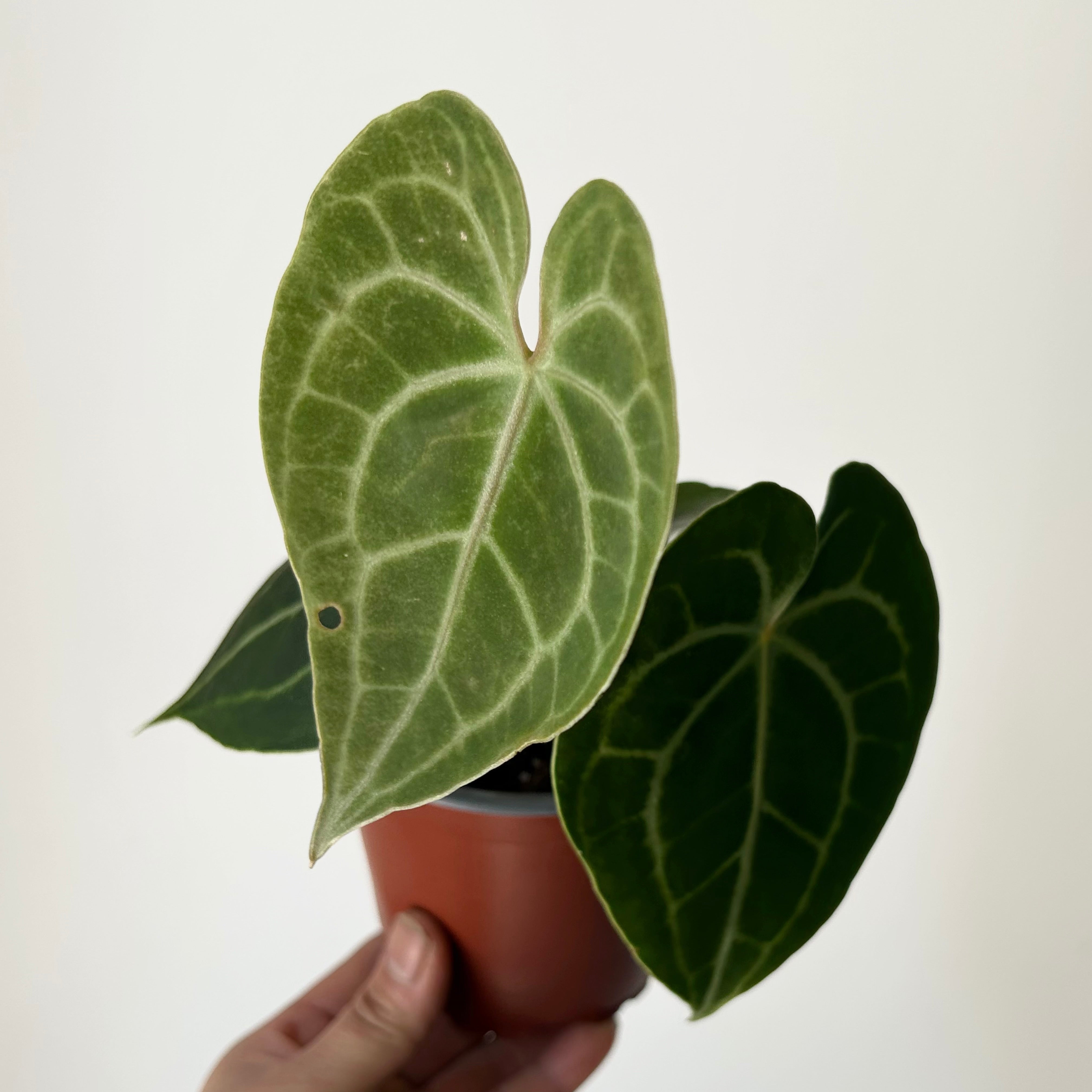 Anthurium Clarinervium 4”pot
