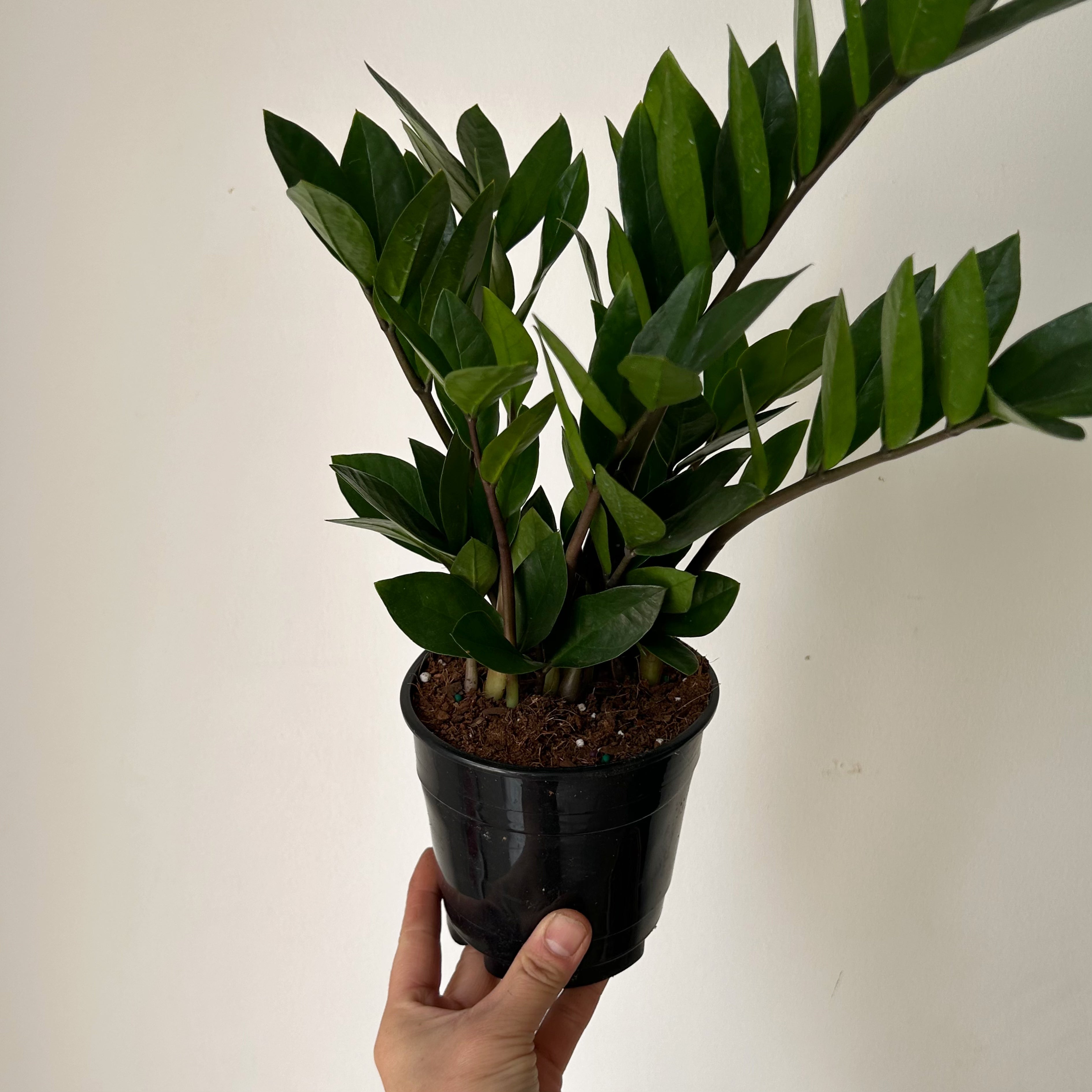 ZZ Plant (Zamioculcas Zamiifolia) 5”pot