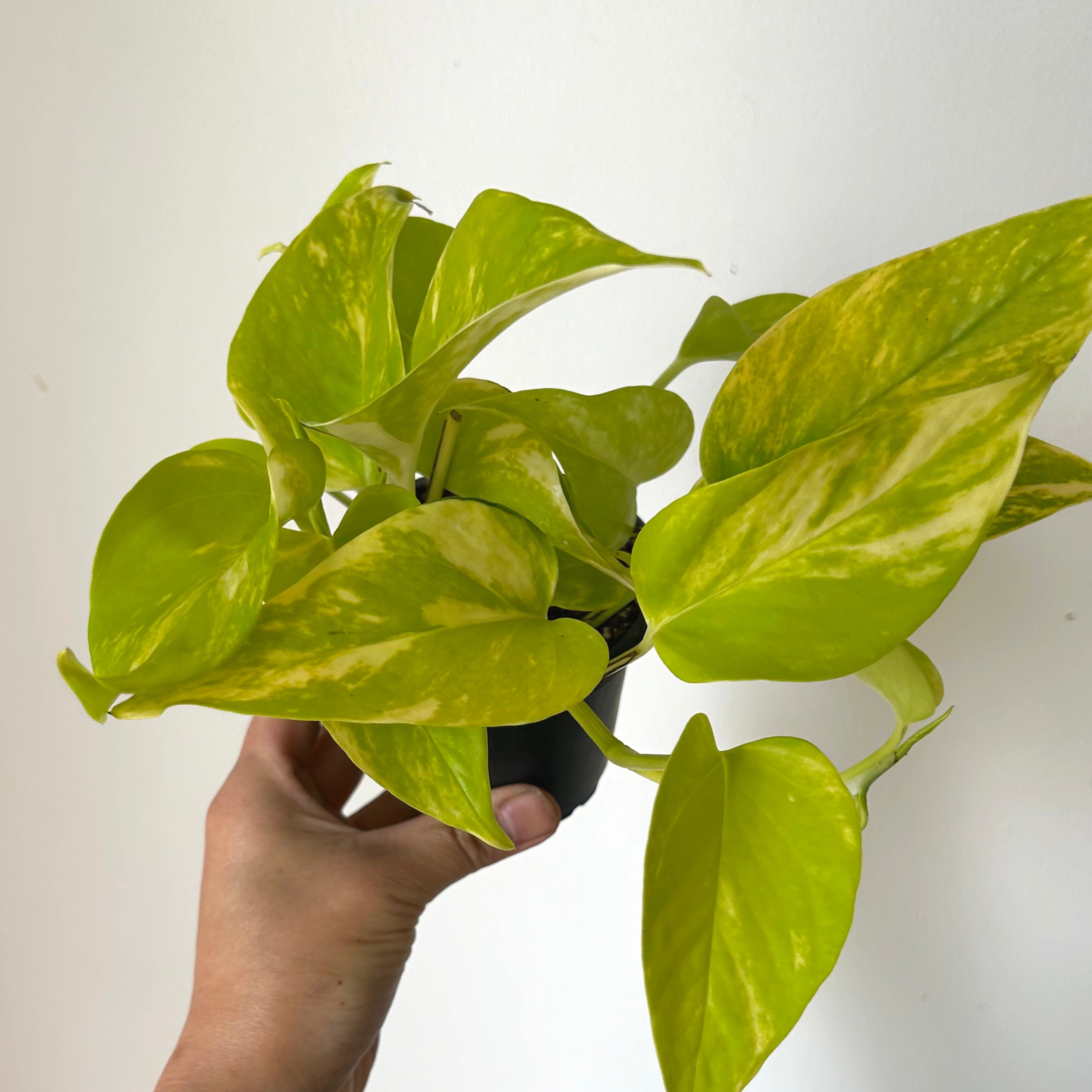 Variegated Neon Pothos (Teruno kaguya) 3.5”Pot