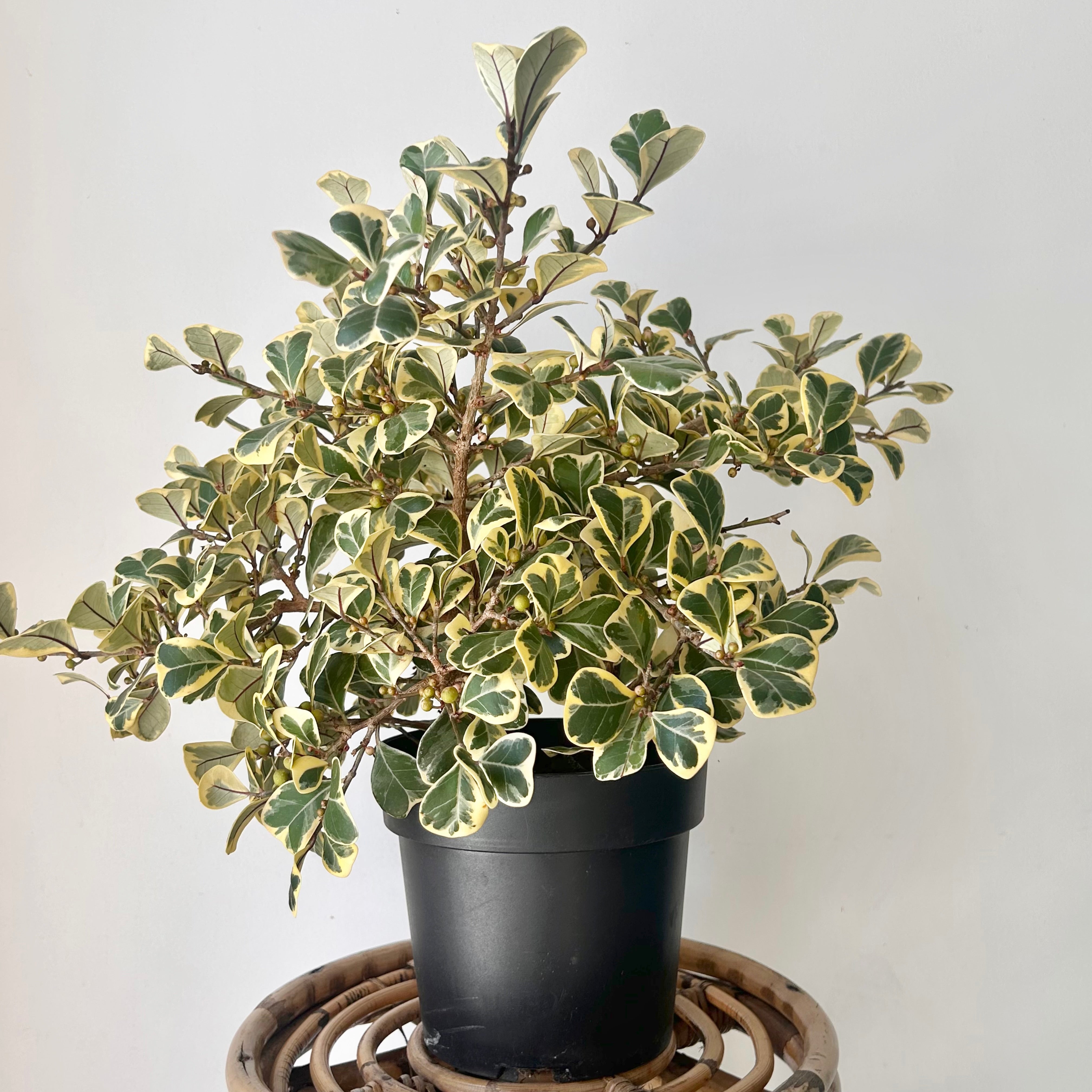Variegated Ficus triangularis  6.5”pot
