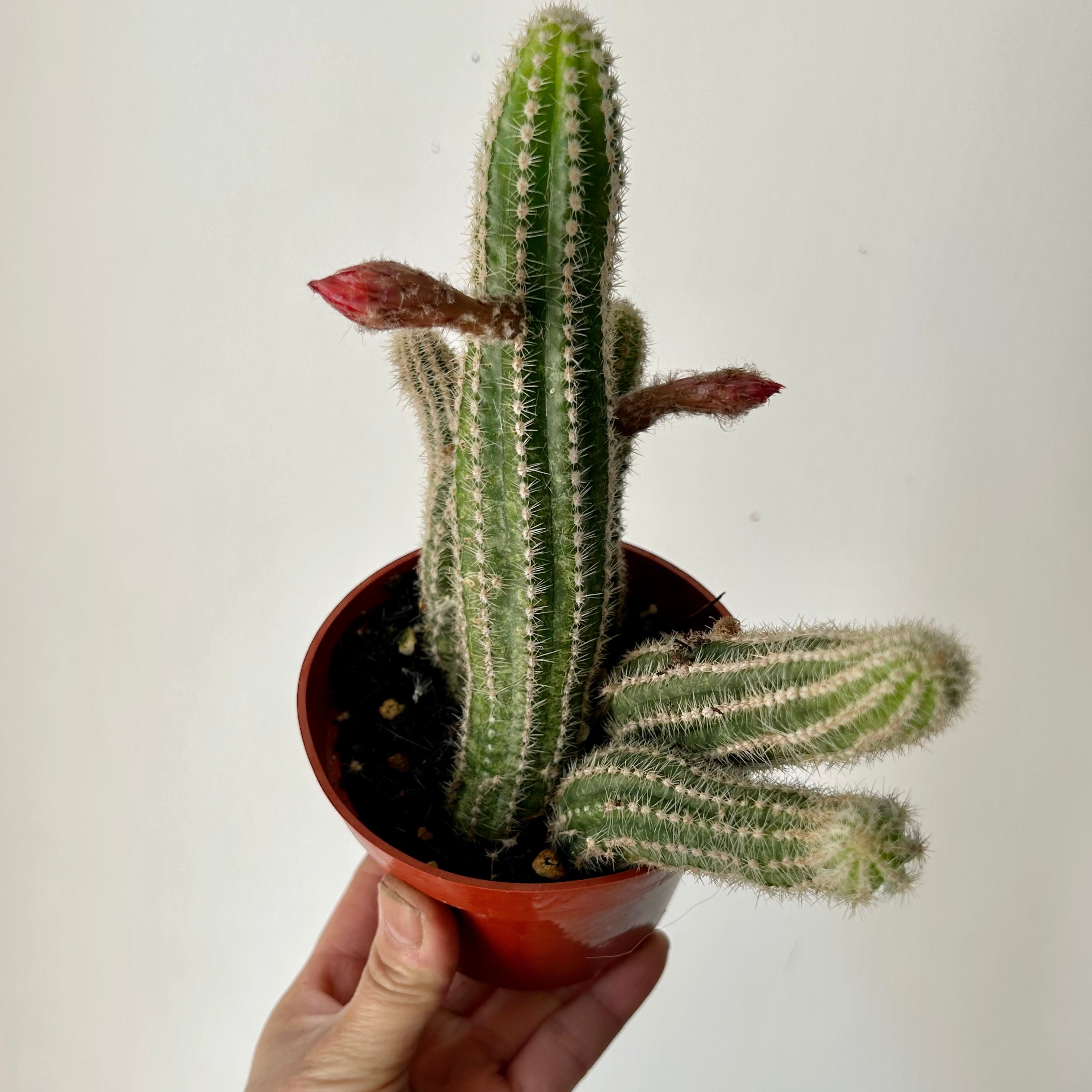 Peanut cactus (Echinopsis chamaecereus) 5”pot
