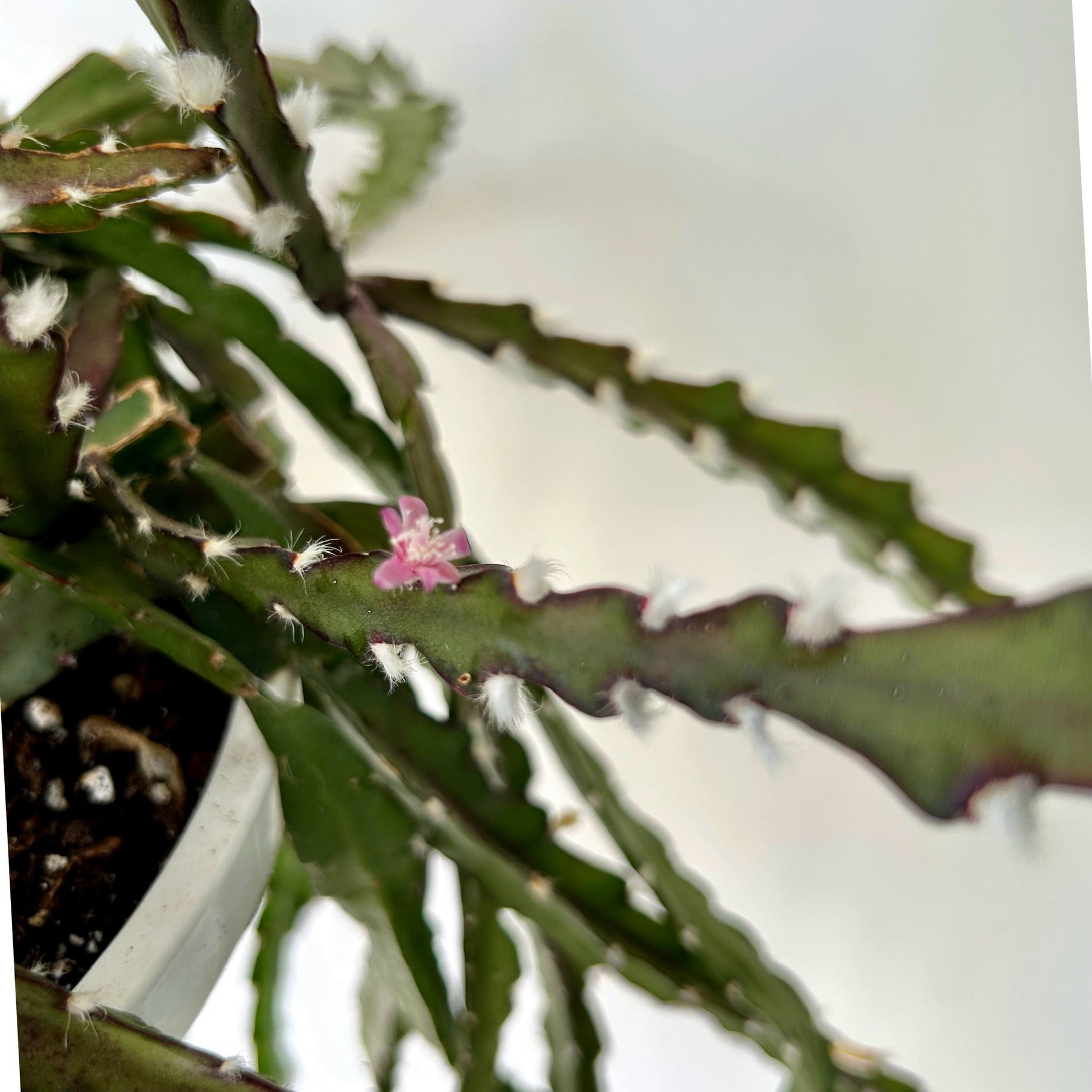 Hurricane Cactus (Lepismium cruciforme)  6” hanging basket