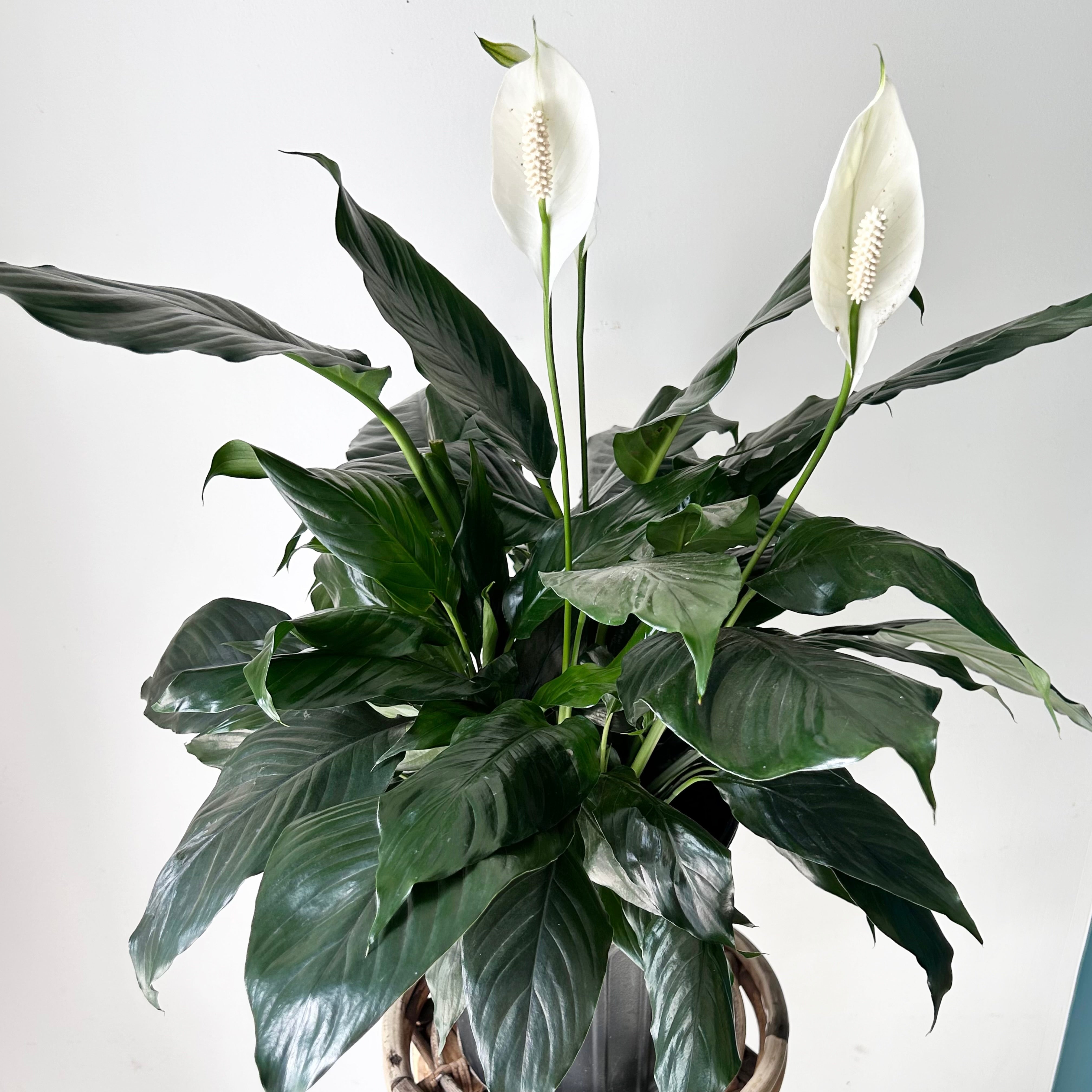 Peace Lily (Spathiphyllum) 8”pot