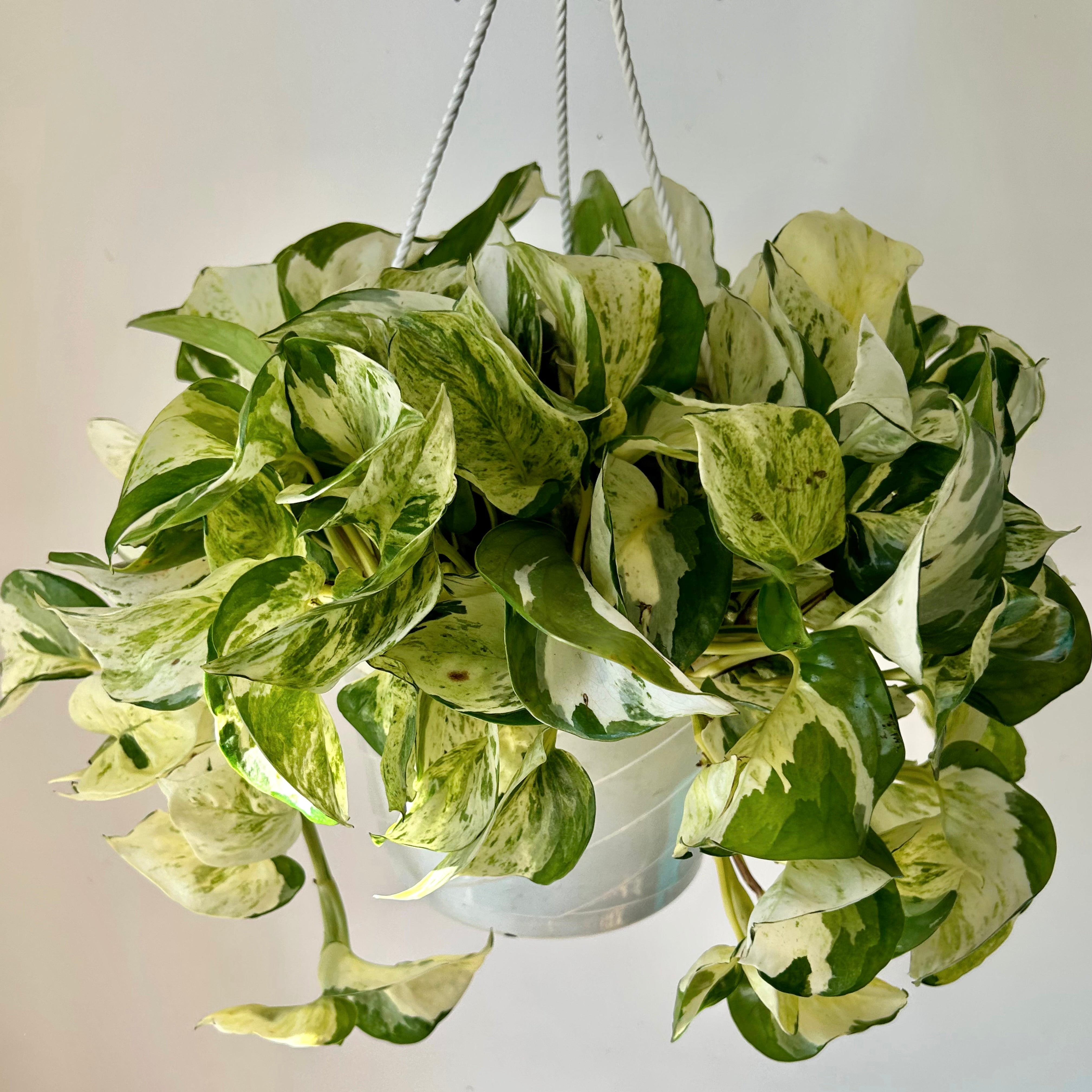 Manjula Pothos 8” hanging basket
