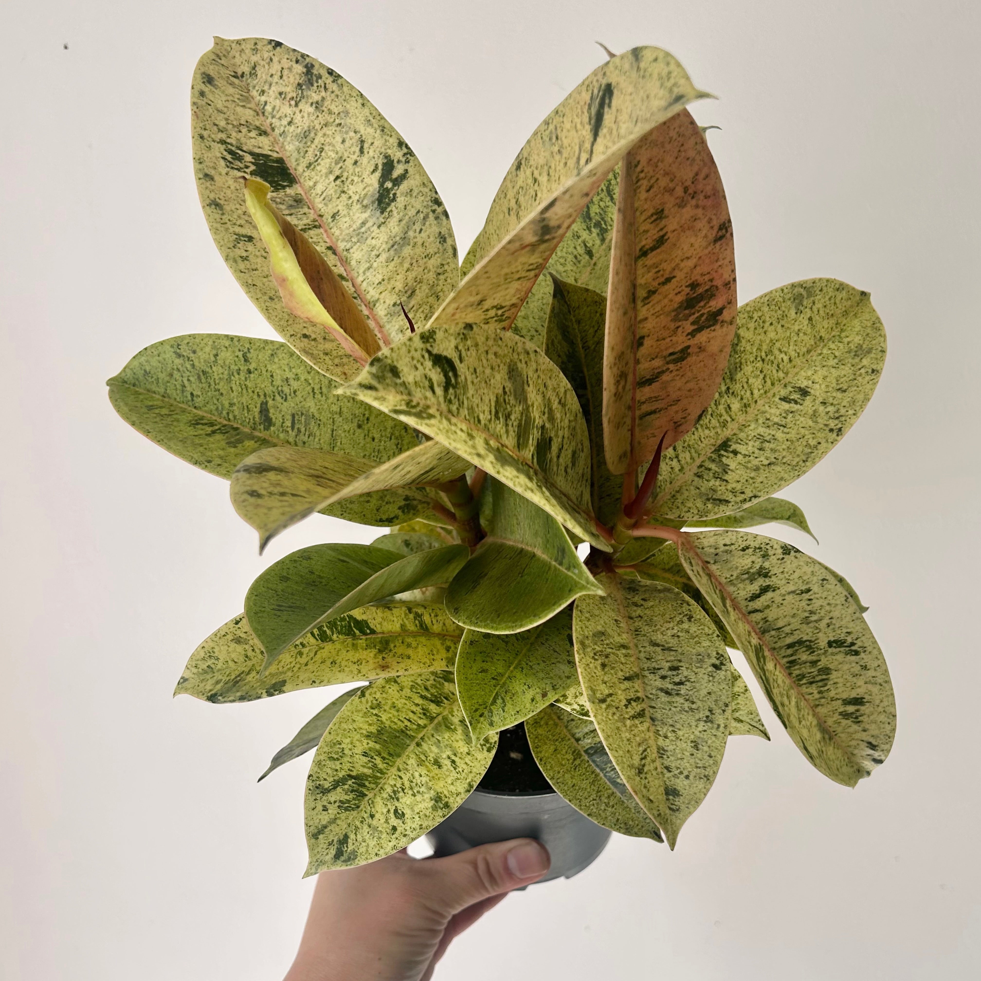 Ficus Shivereana Moonshine 5”pot