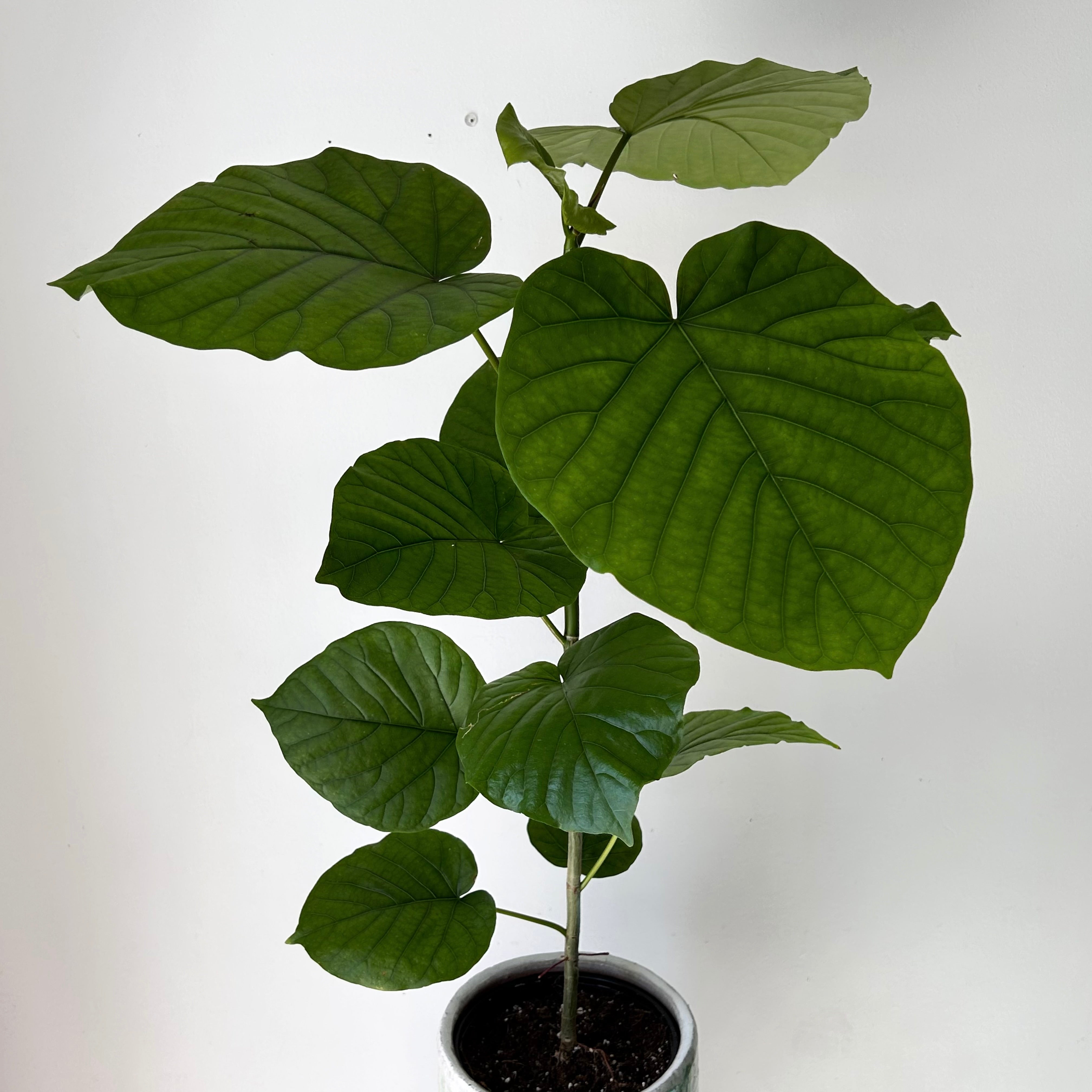 Ficus Umbellata approximately 2.5 ft tall in 6”pot