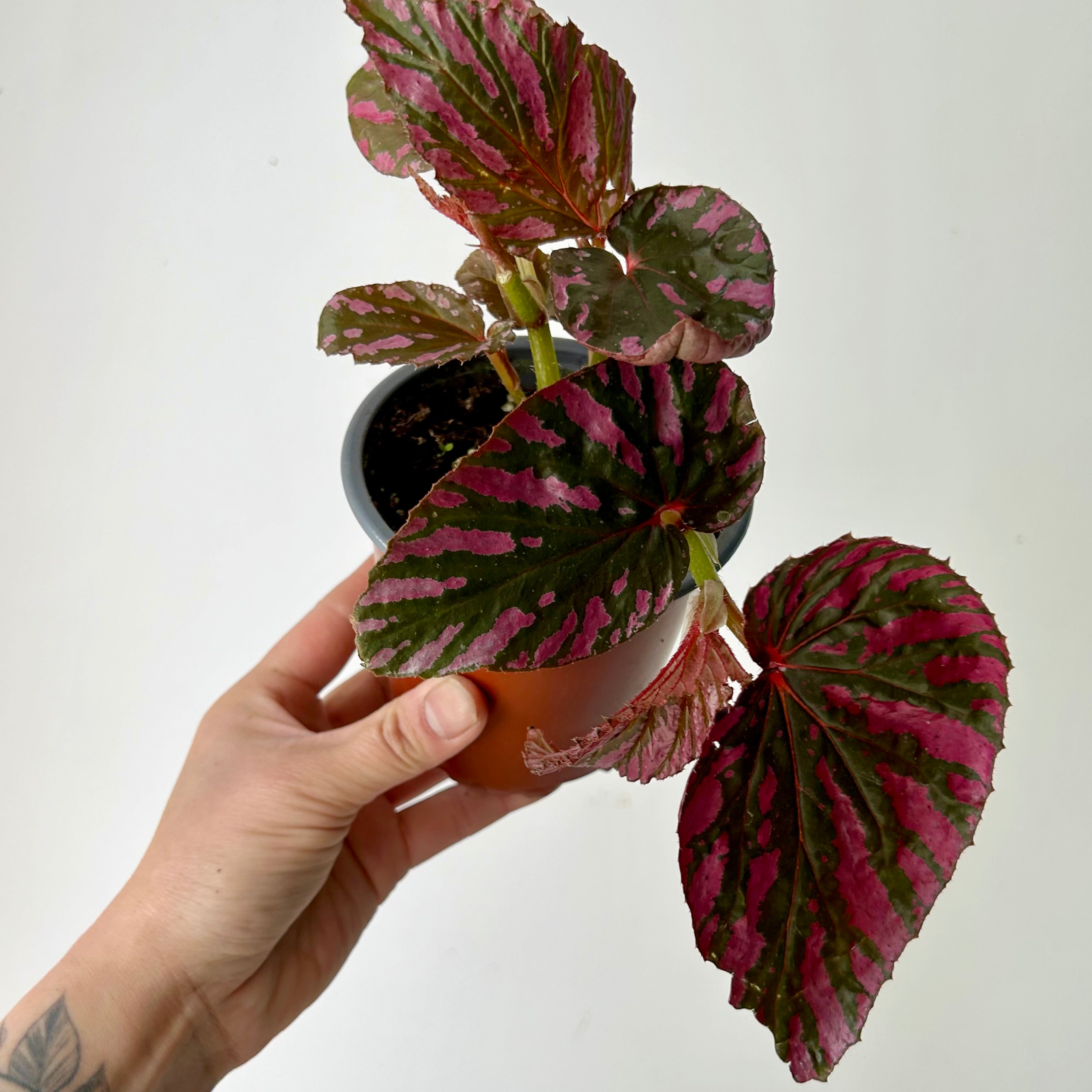 Begonia brevirimosa 4”pot