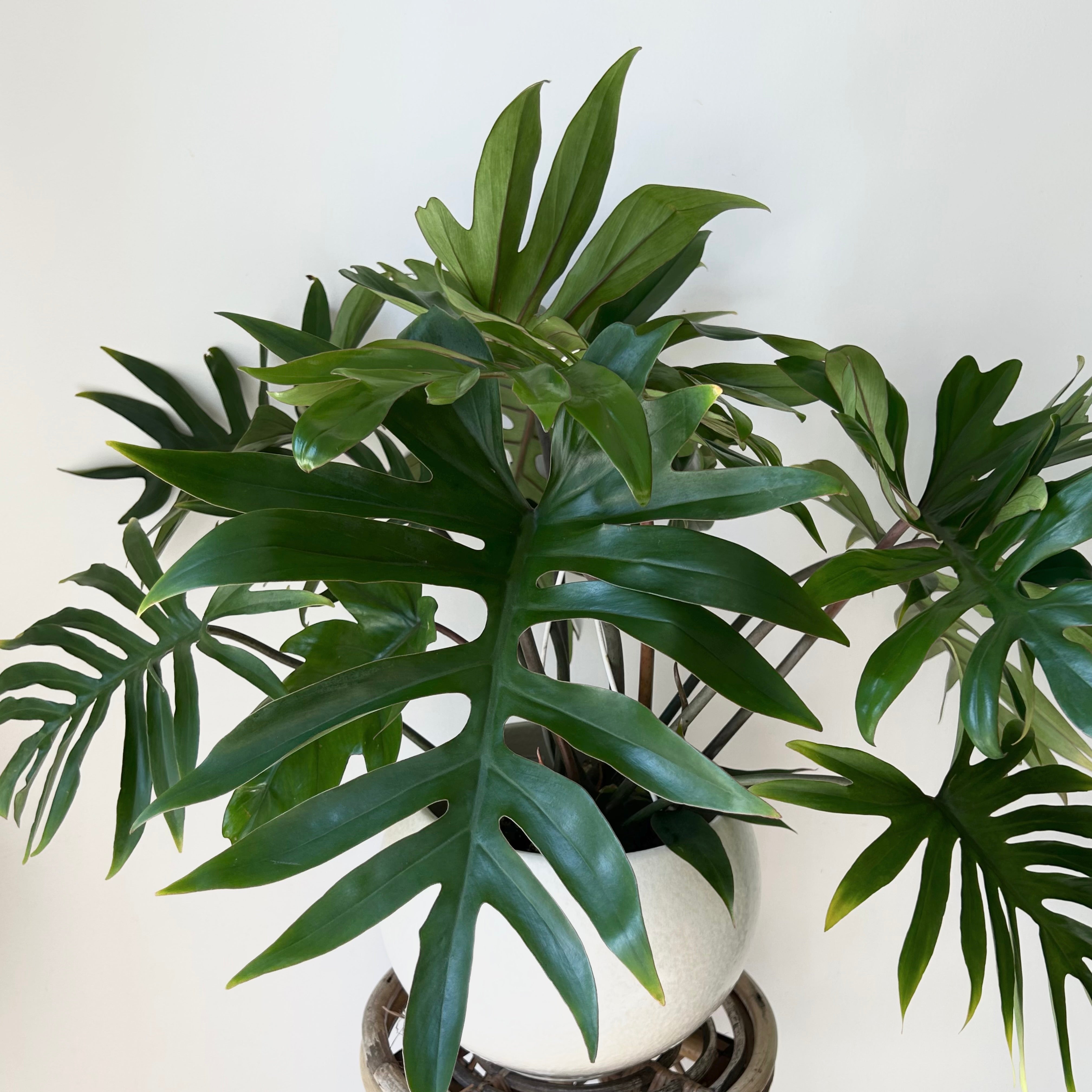 Philodendron mayoi 8”hanging basket