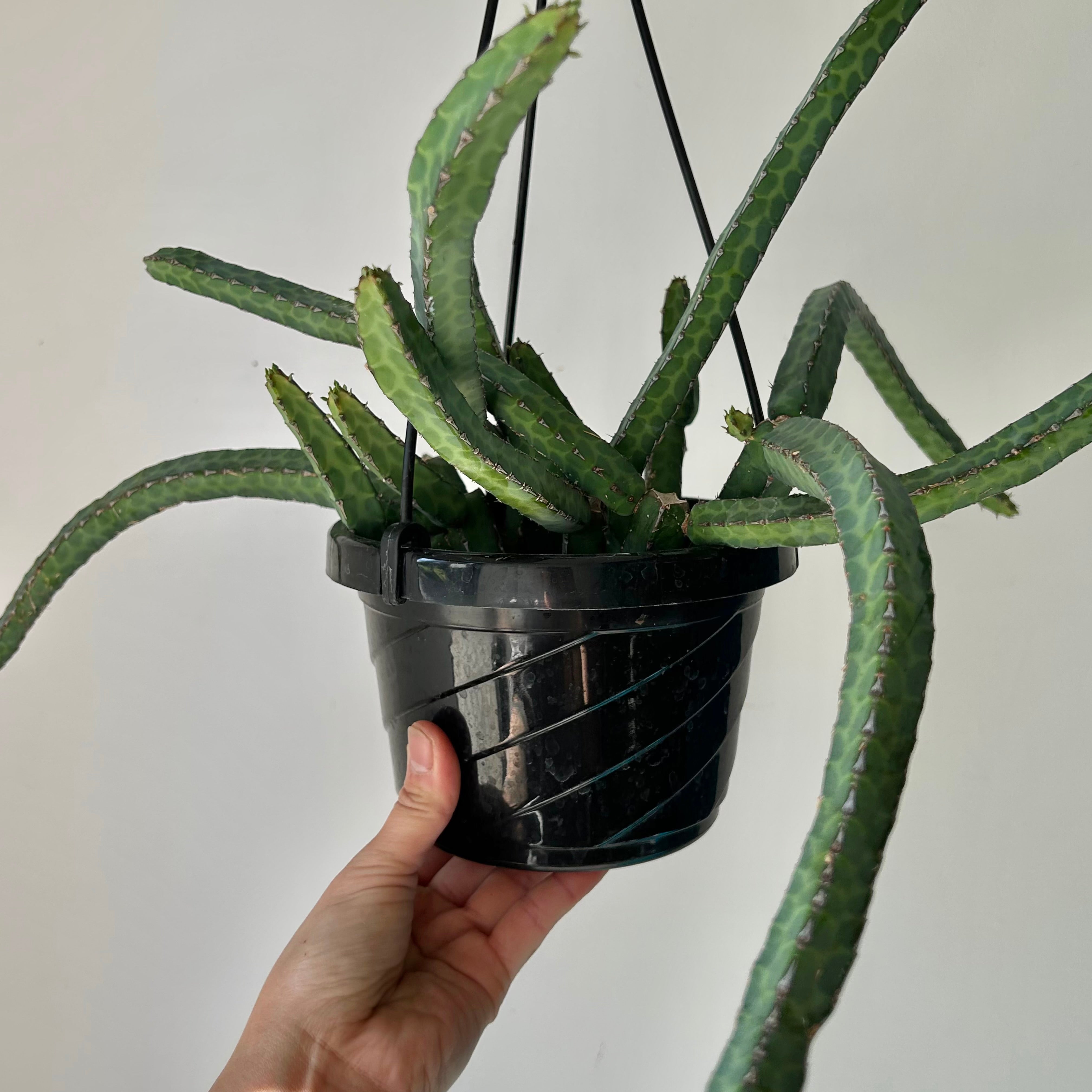 Euphorbia heterochroma 6” hanging basket