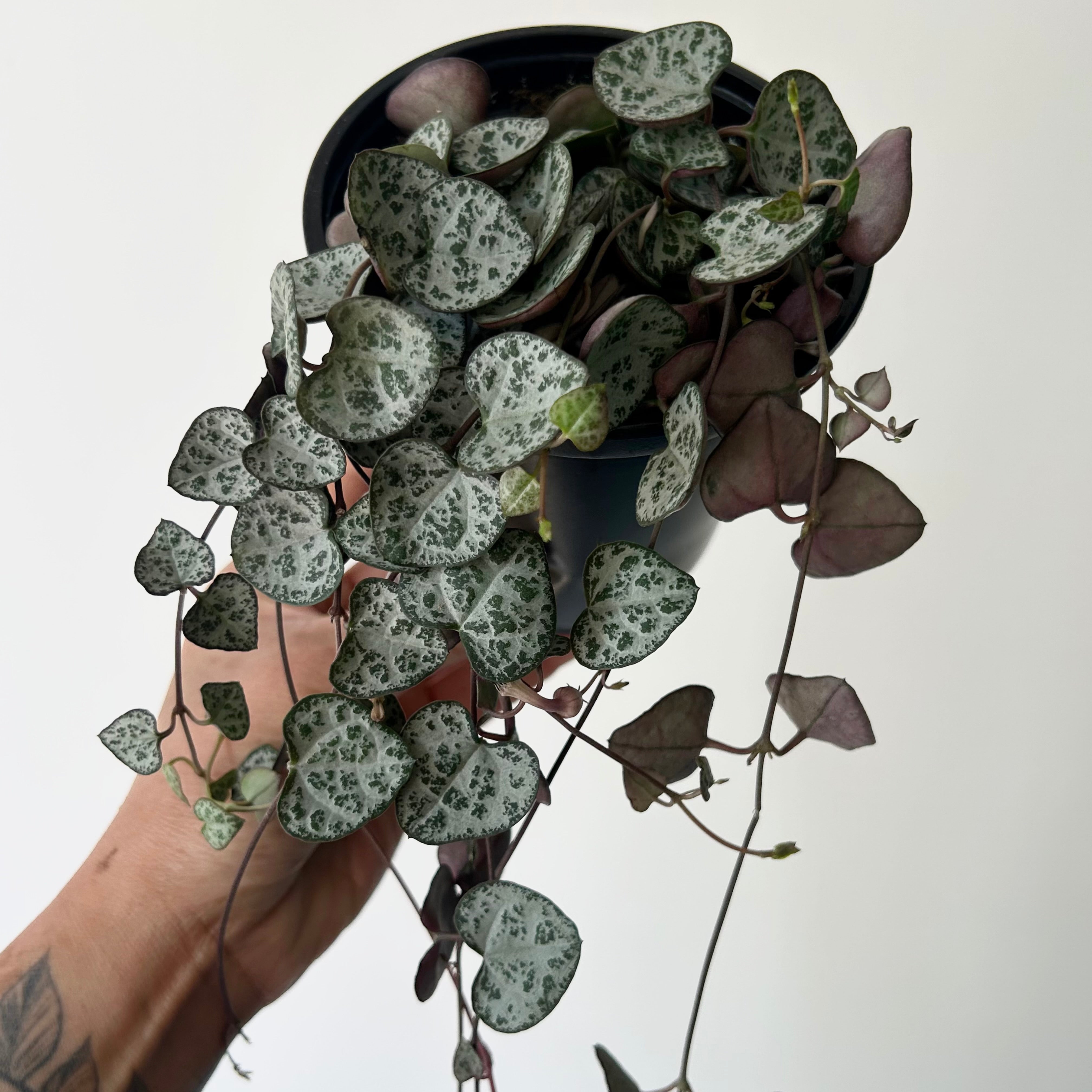 String of Hearts 3.5”pot