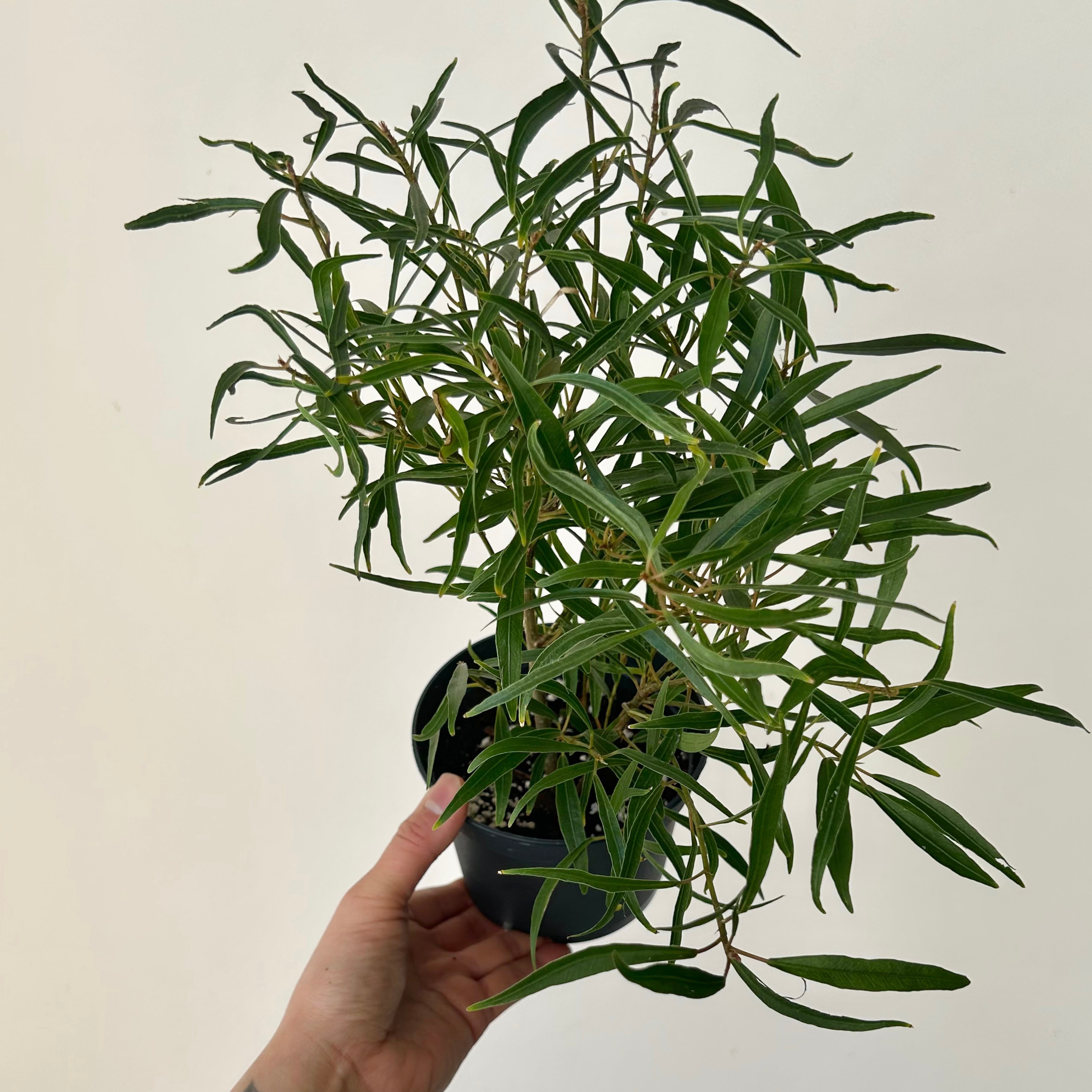 Ficus “Willow Leaf” (Salicaria) 5” pot