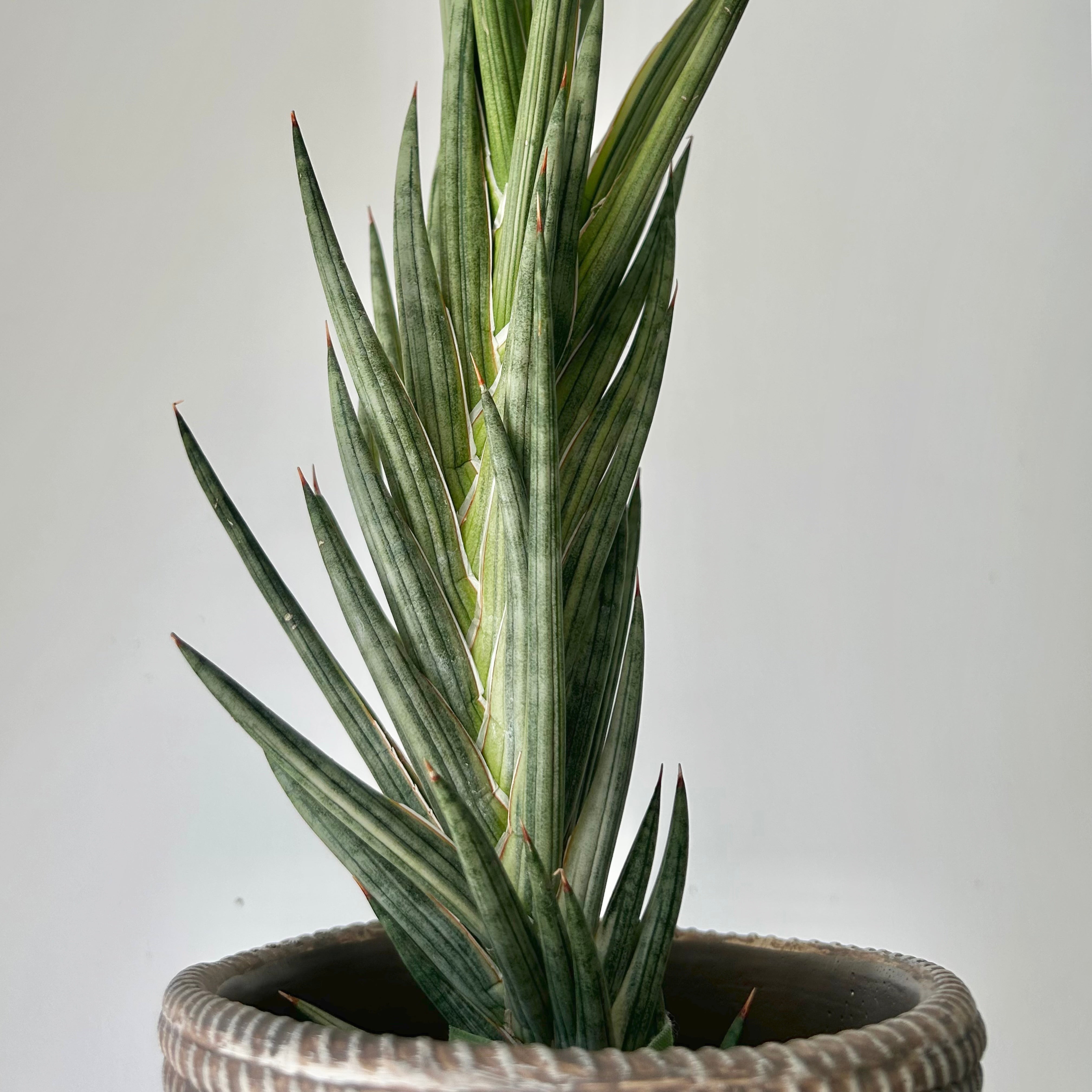 Variegated Sansevieria francisii 5”pot