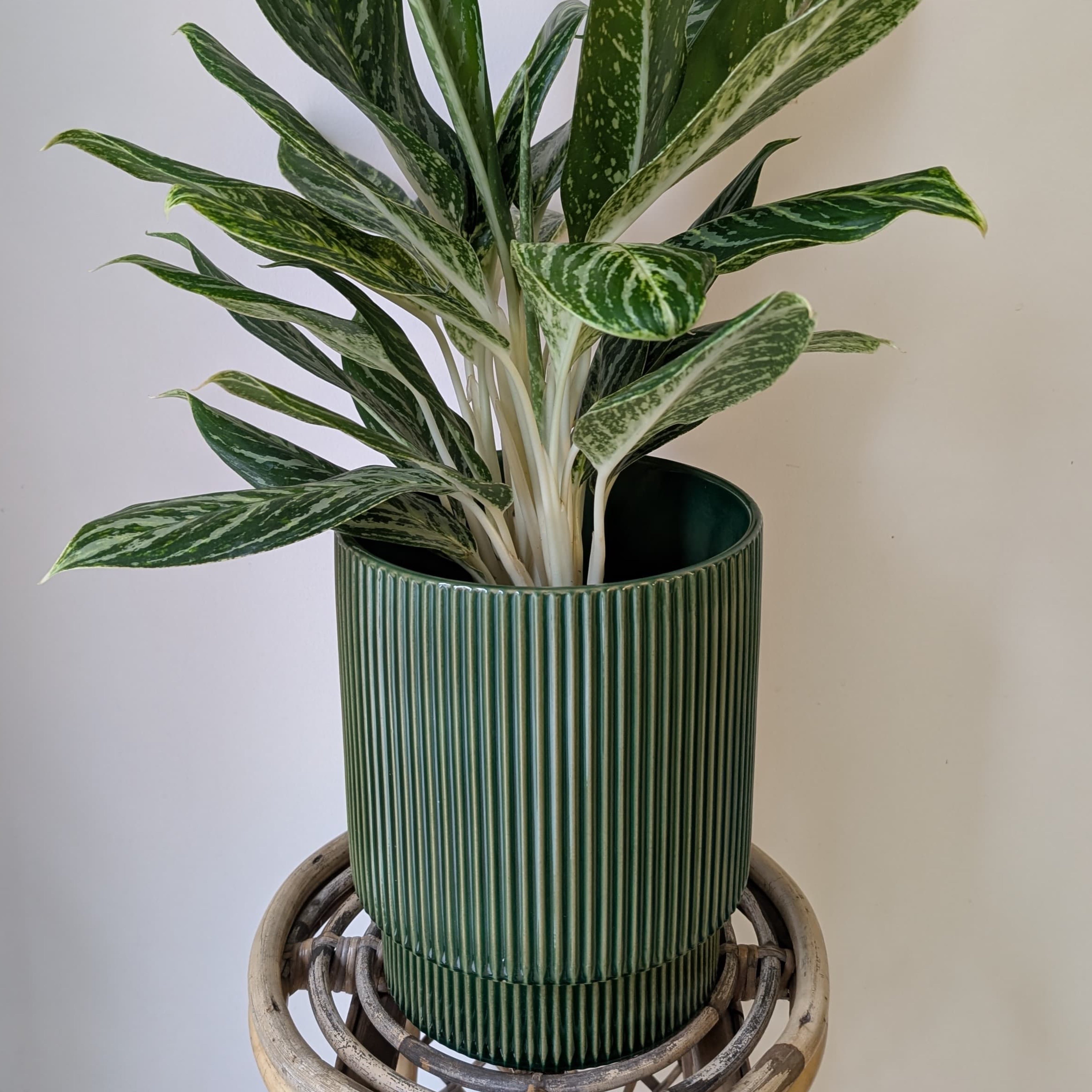 MORRIGAN GREEN Raised Decorative Pot (6”x7.5”)