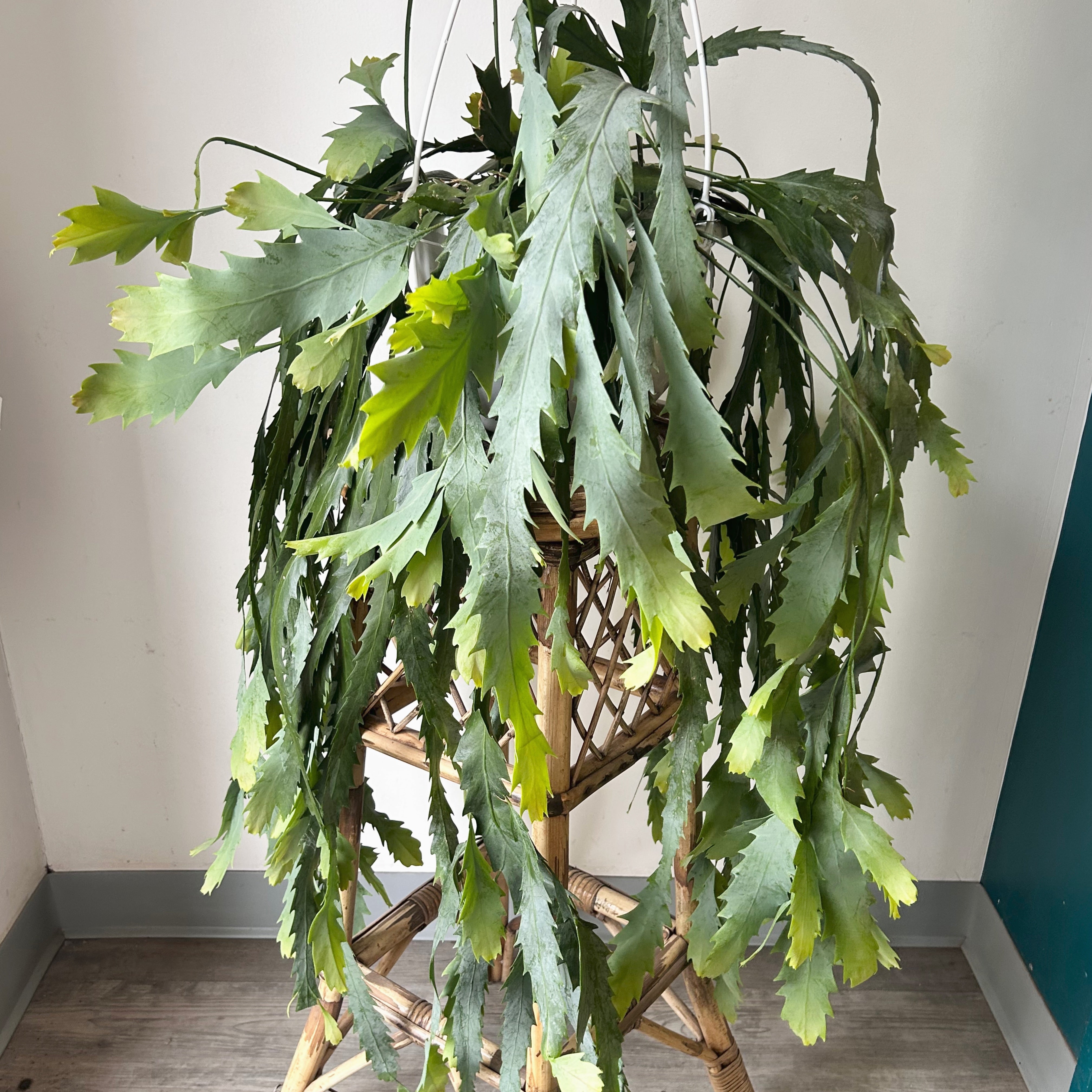 Snowdrop Cactus (Lepismium houlletianum) 10” hanging basket