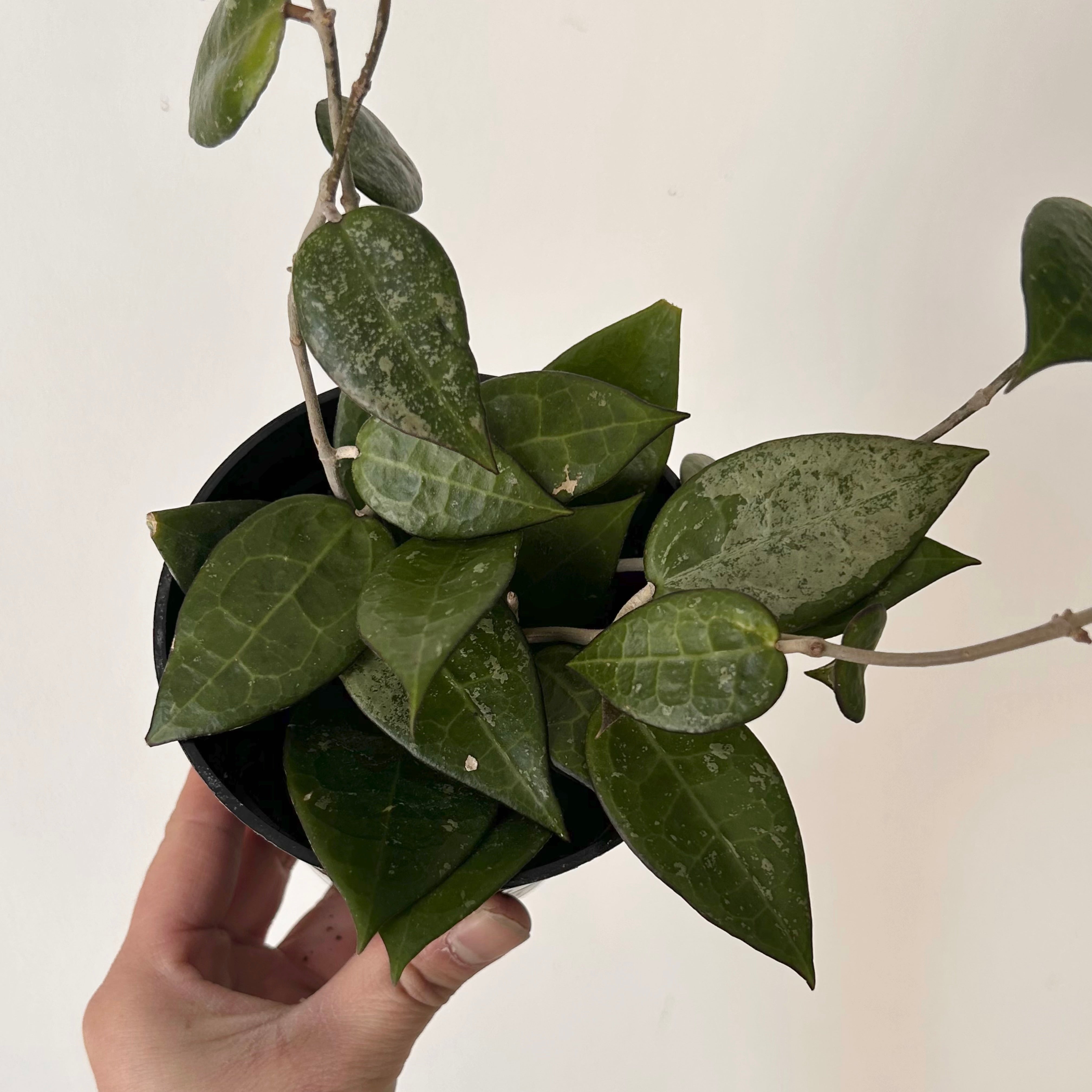 Hoya verticillata "Black Margin" (formerly H. parasitica) 4" pot