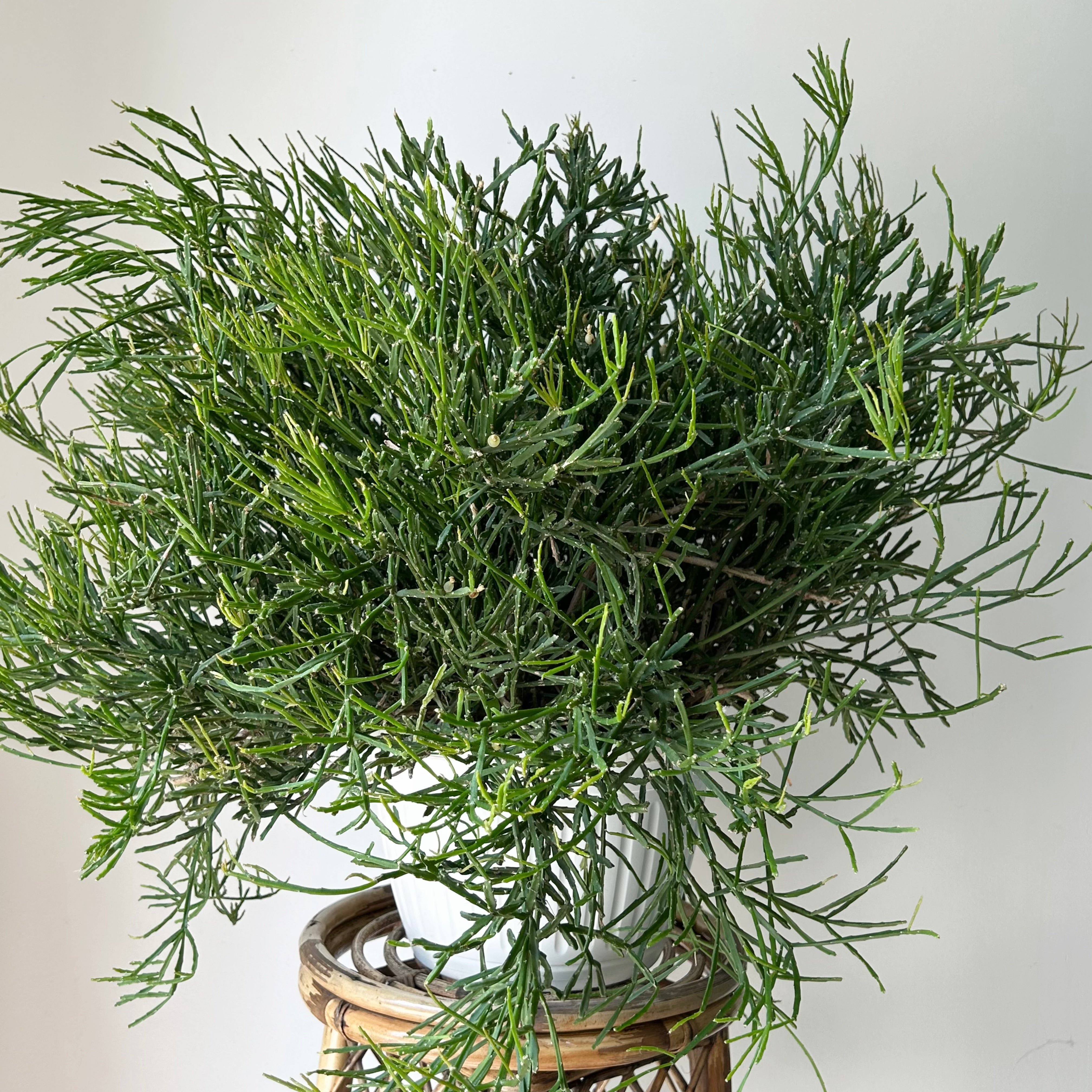 Rhipsalis Ewaldiana 10” pot