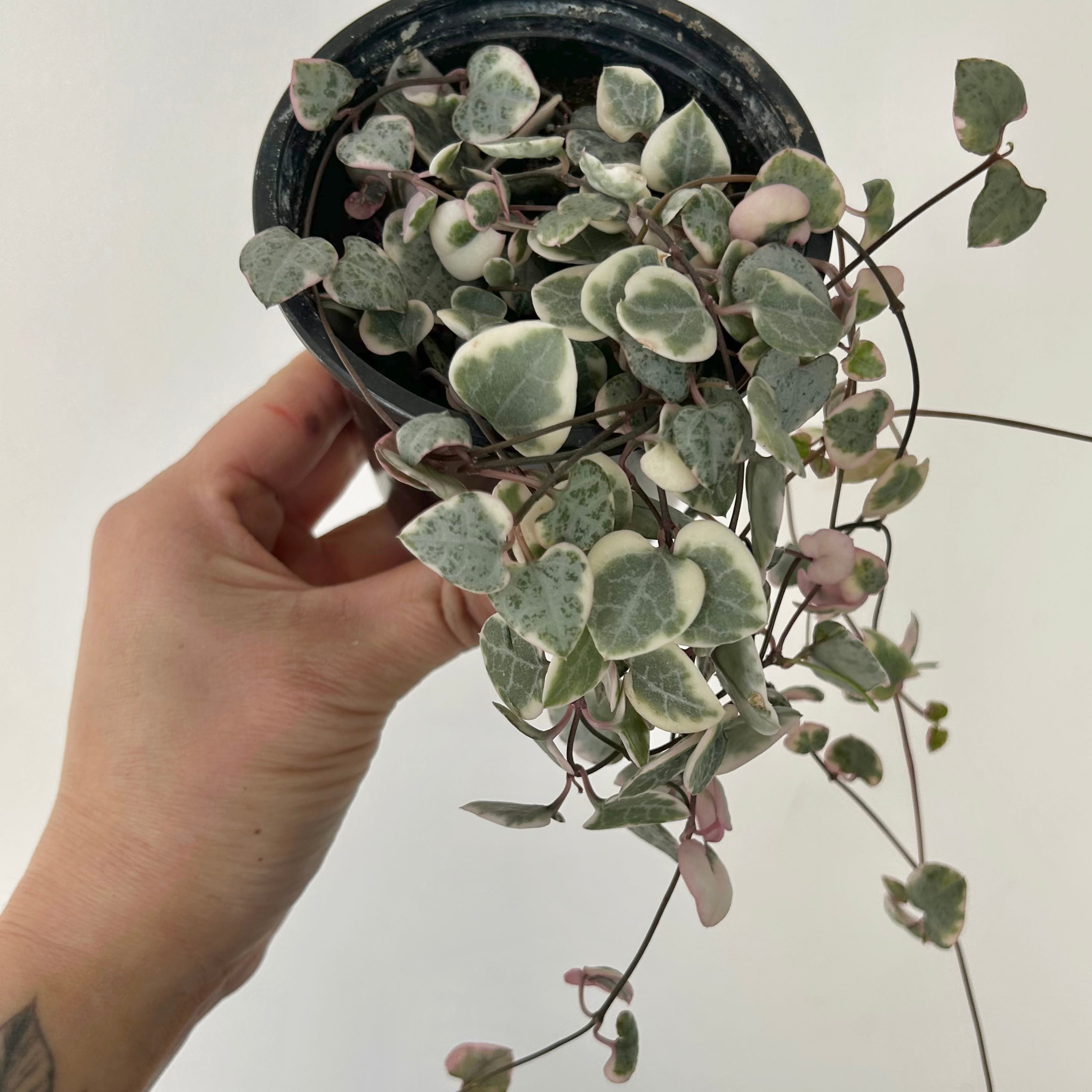Variegated String of Hearts (Ceropegia woodii variegata) 3.5”pot
