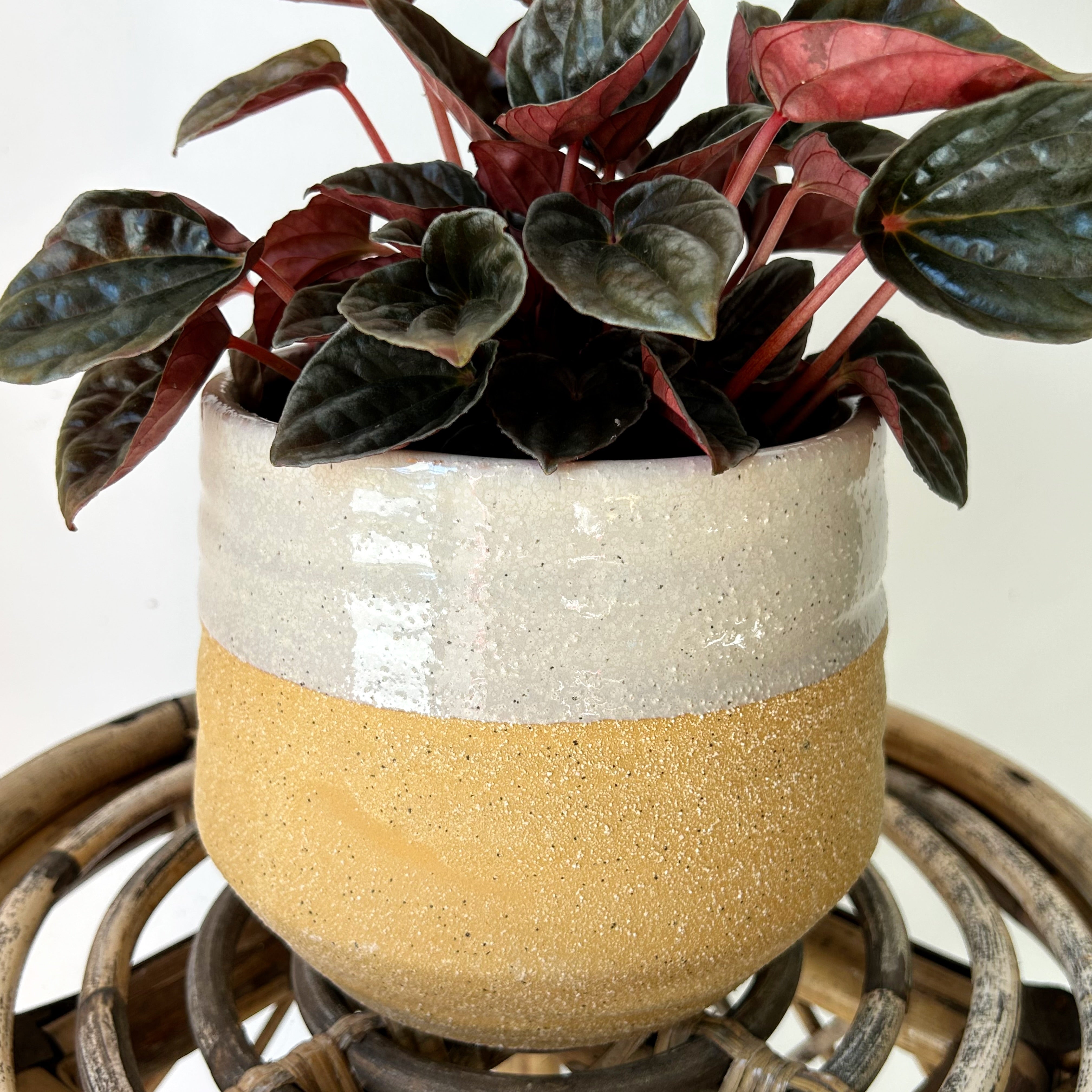 ALTAMIRA Decorative Pot (5”x5”)