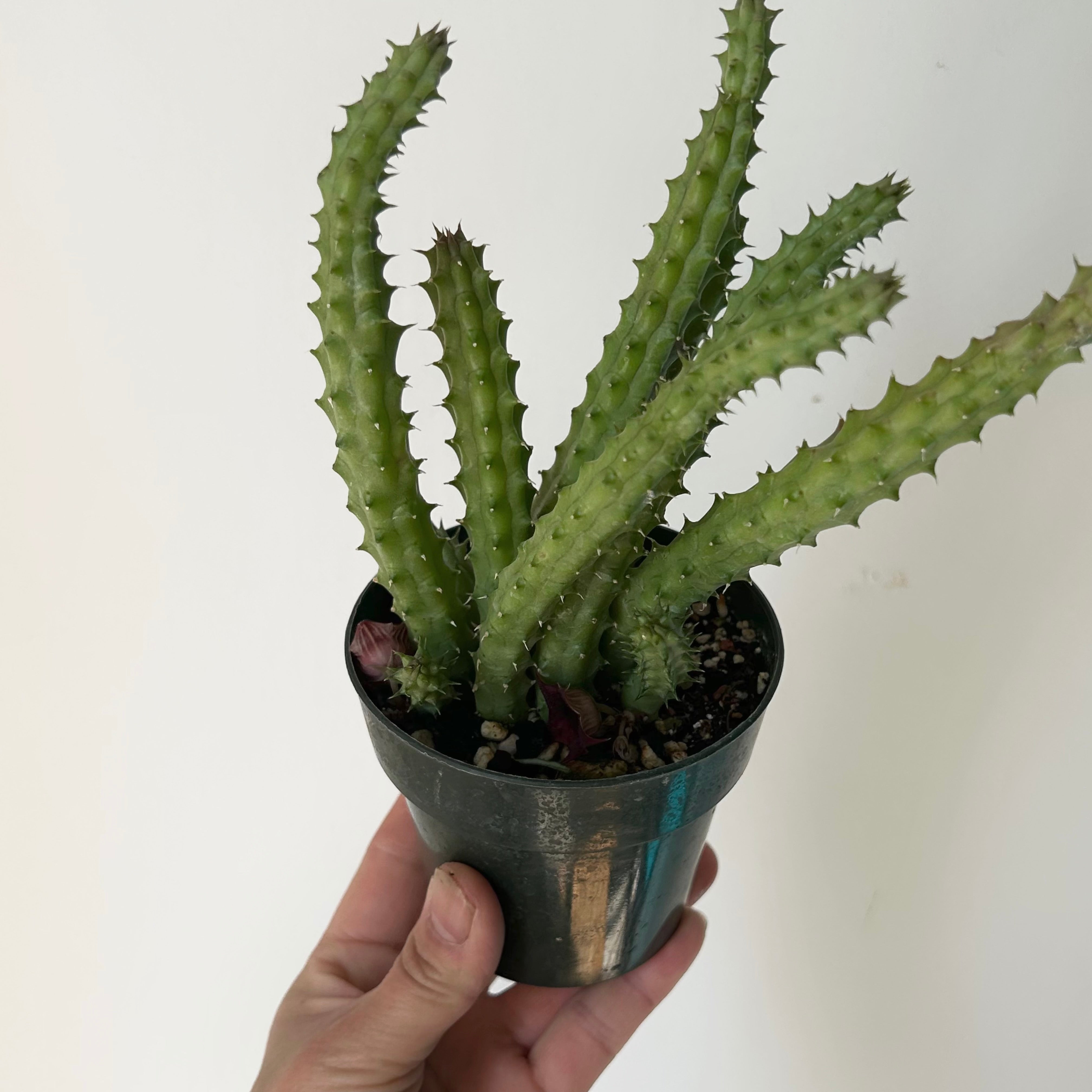 Red Dragon Flower Succulent (huernia schneideriana) 3.5”pot