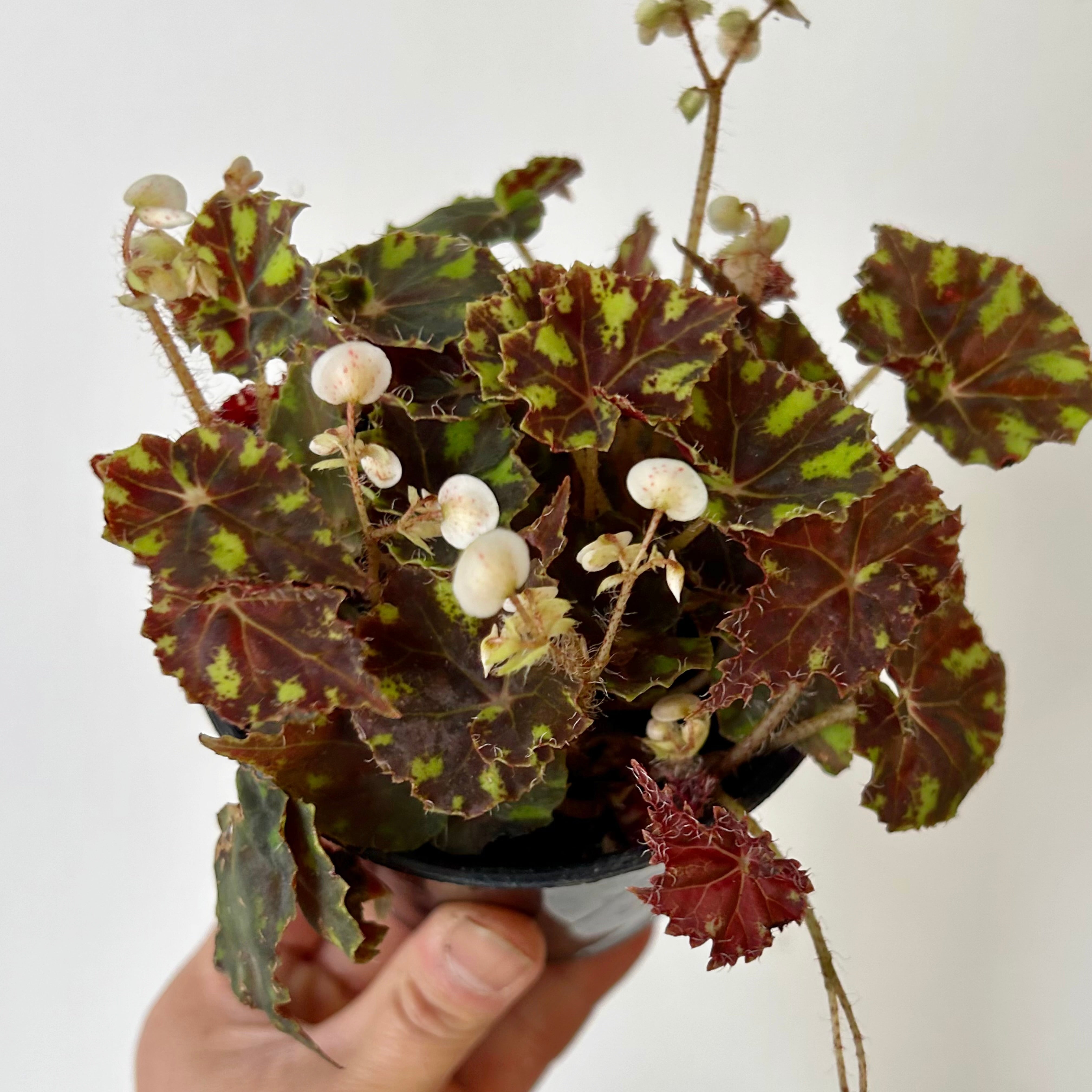 Begonia “Tiger Paw” 4" pot