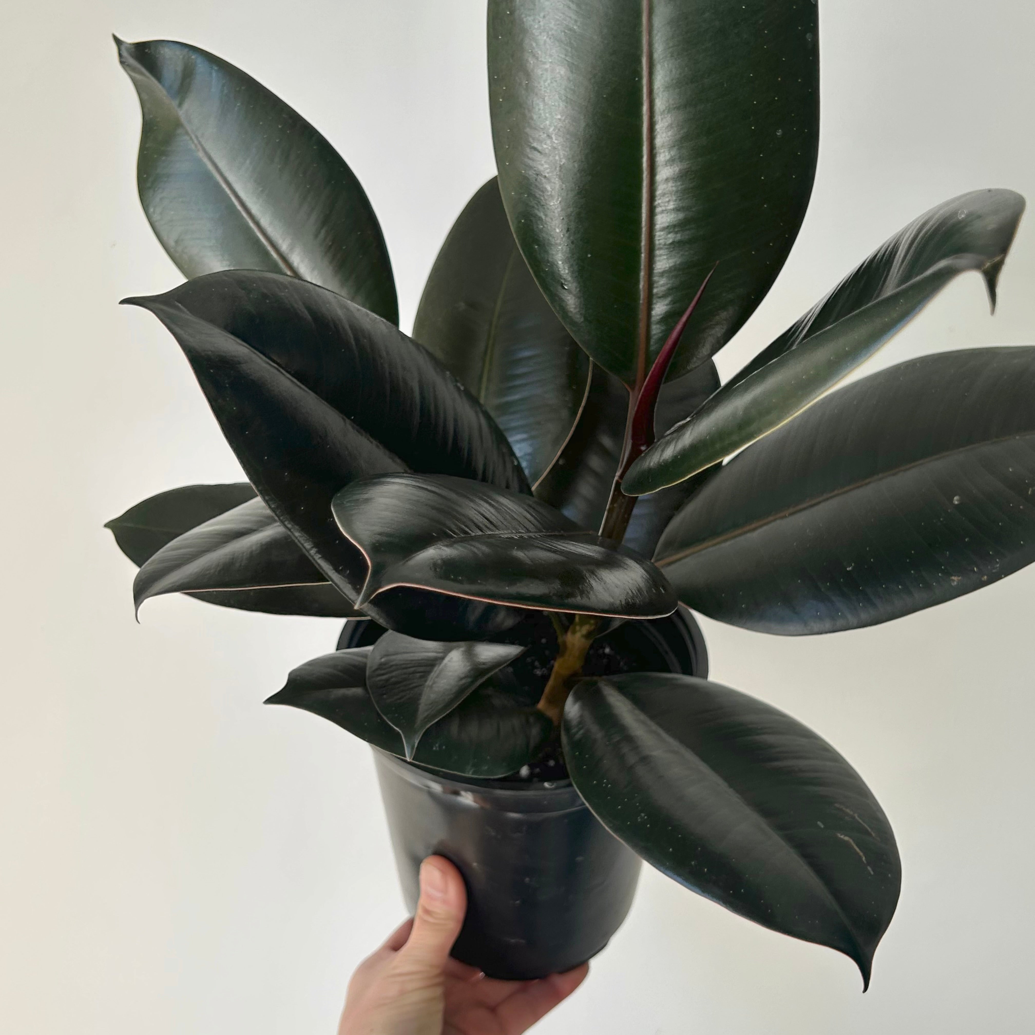 Burgundy Rubber Fig Column (Ficus Elastica) 6”pot