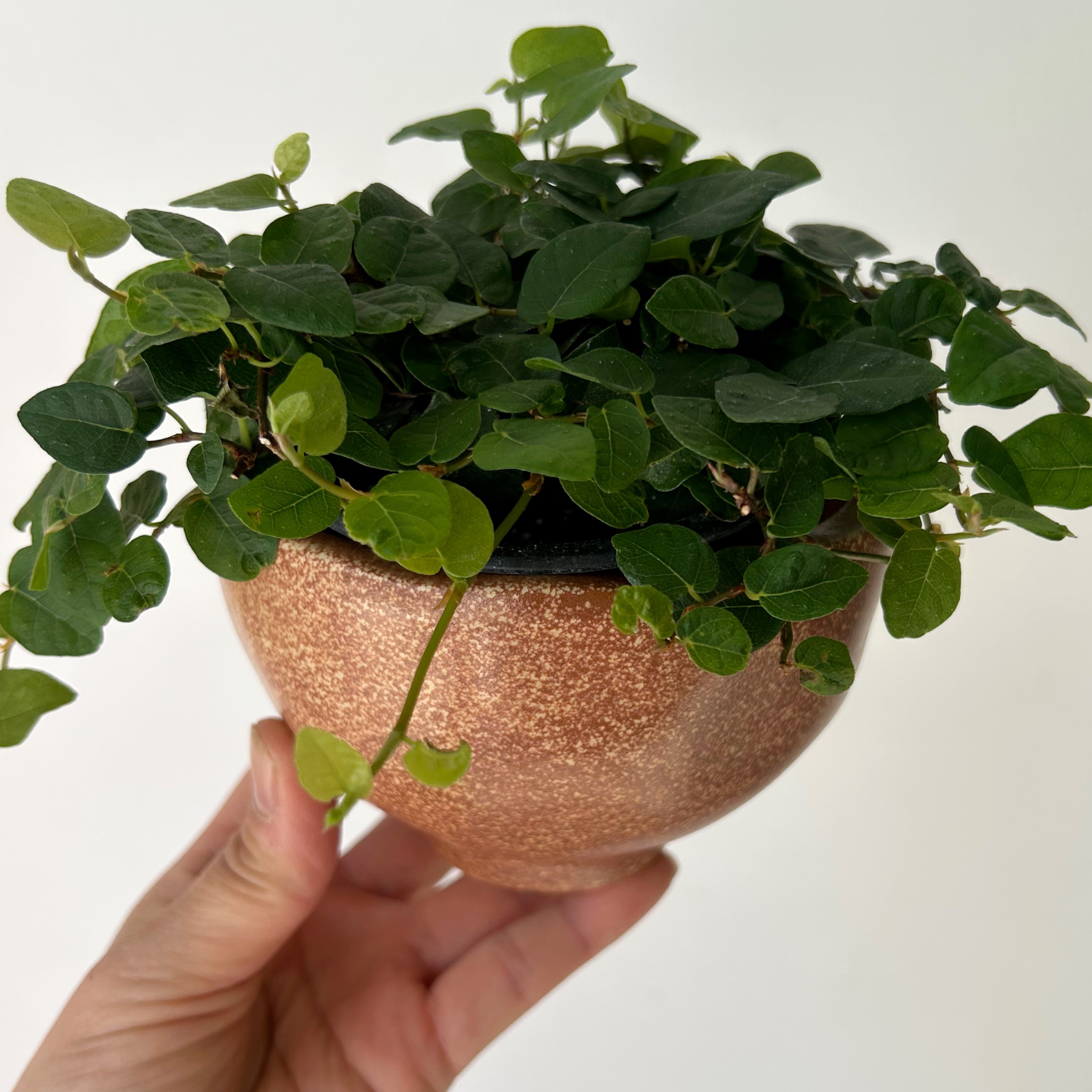 CYRUS scalloped edge decorative pot (4”x3”)