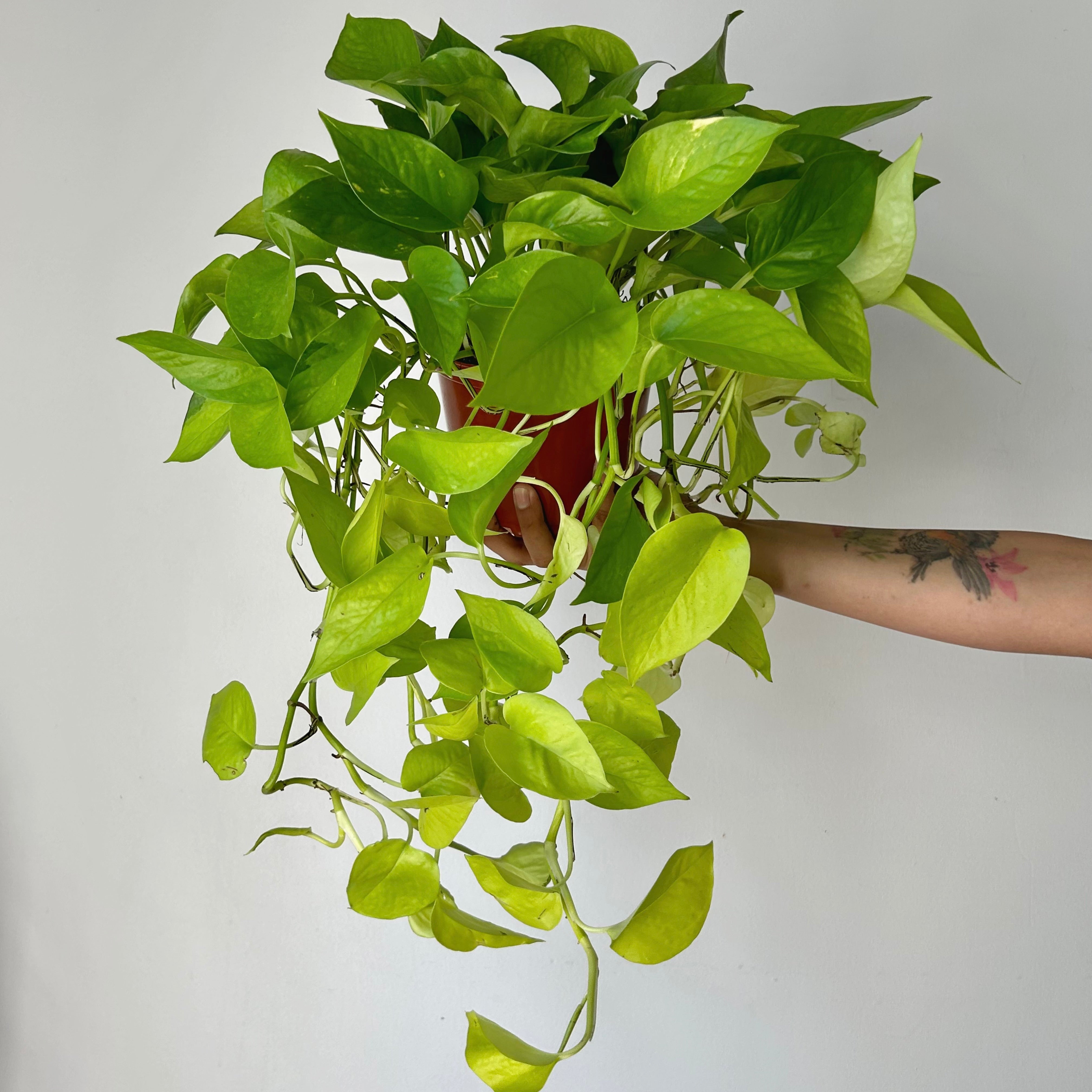 Neon Pothos in 6” pot