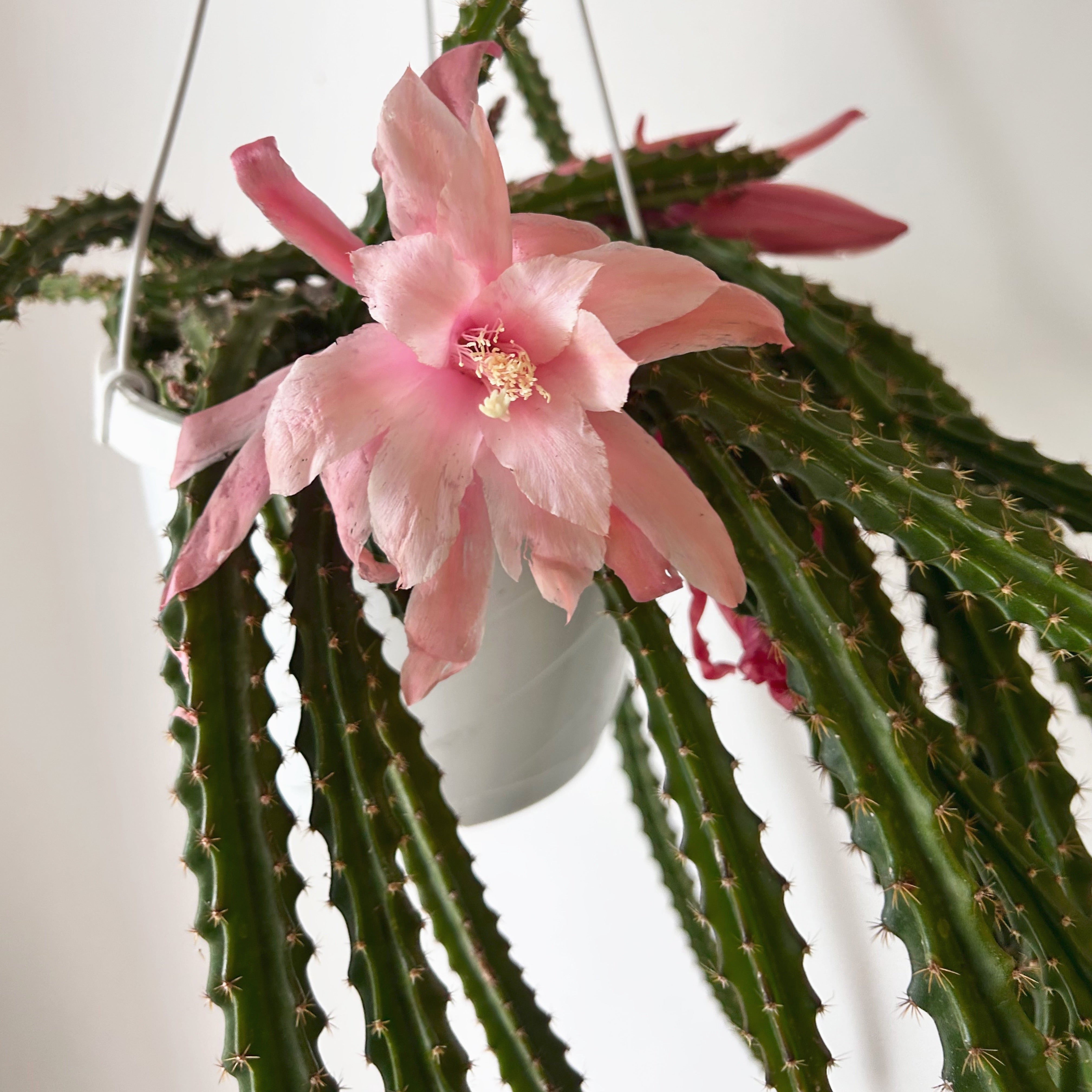 Aporocactus 8” hanging basket