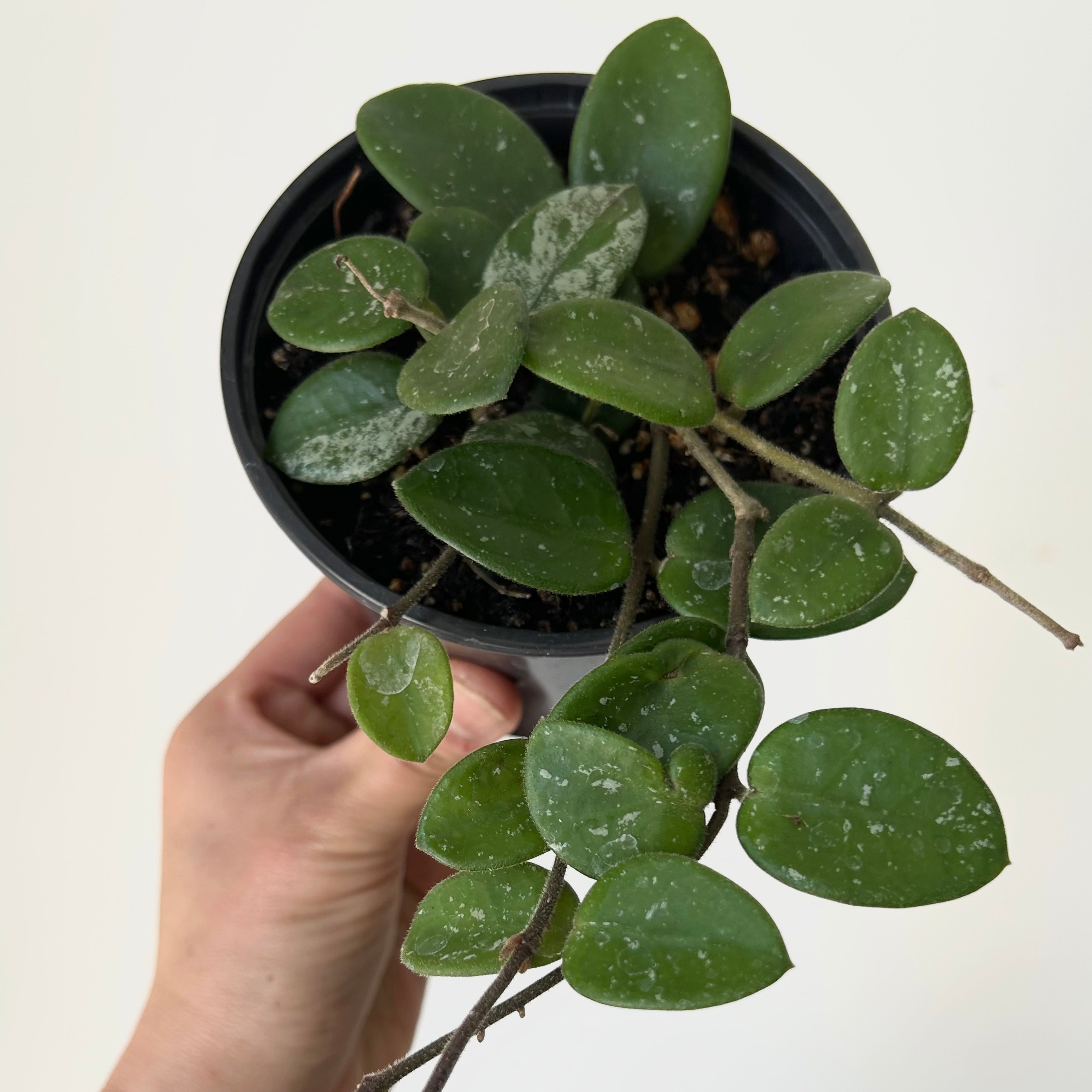 Hoya Mathilde 4”pot