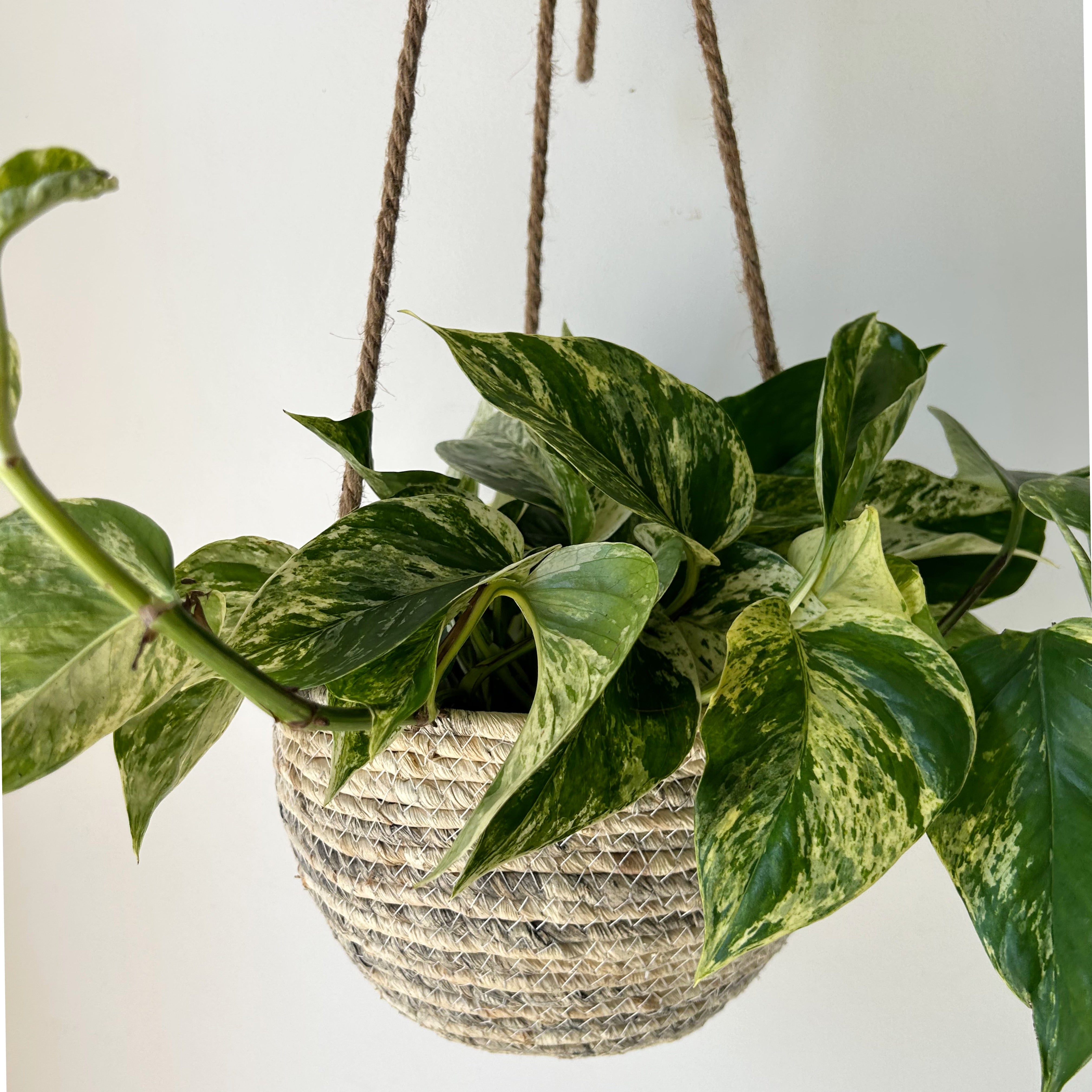 Hanging Plant Basket (fits up to 8”diameter)
