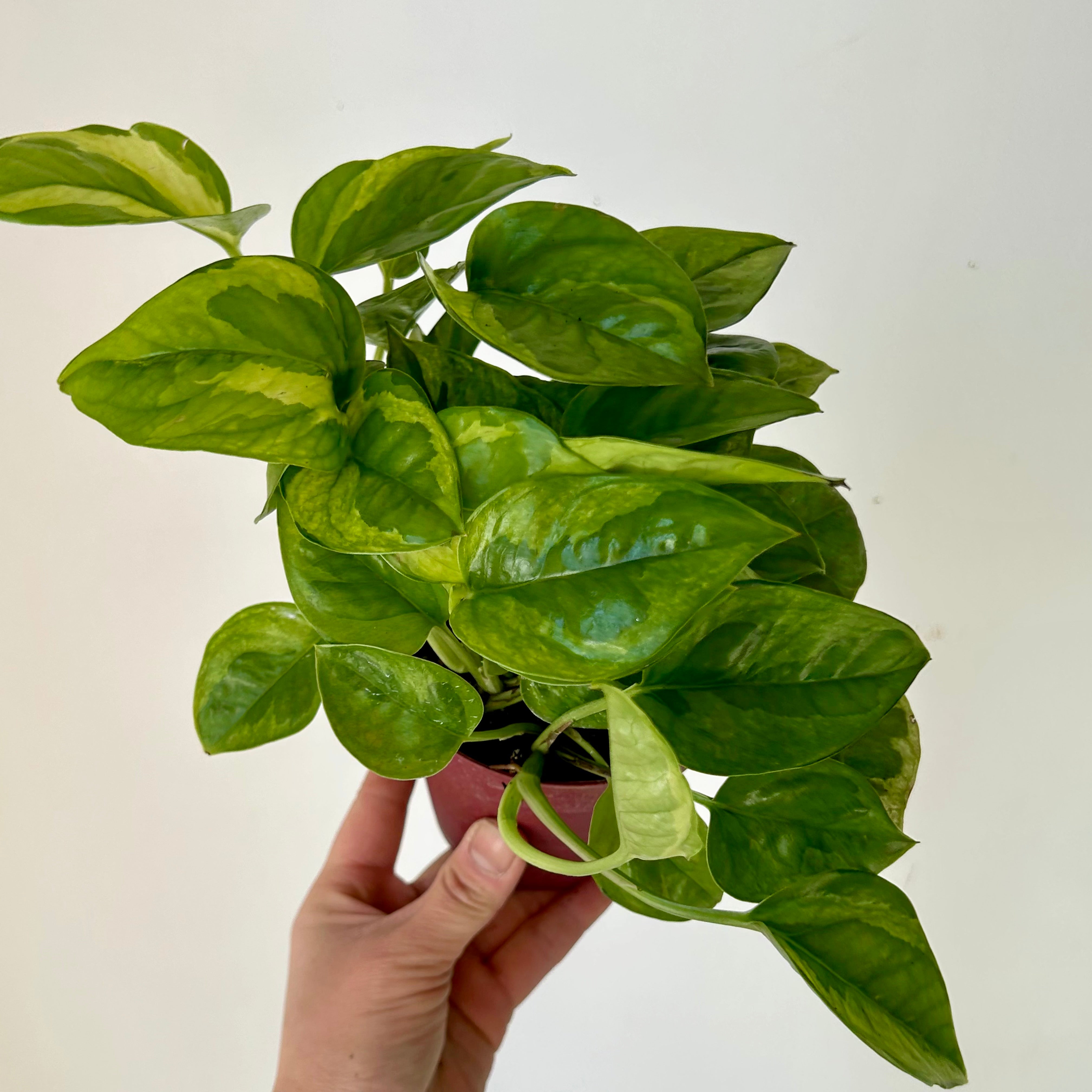 Pothos “Lemon Meringue” 4” pot