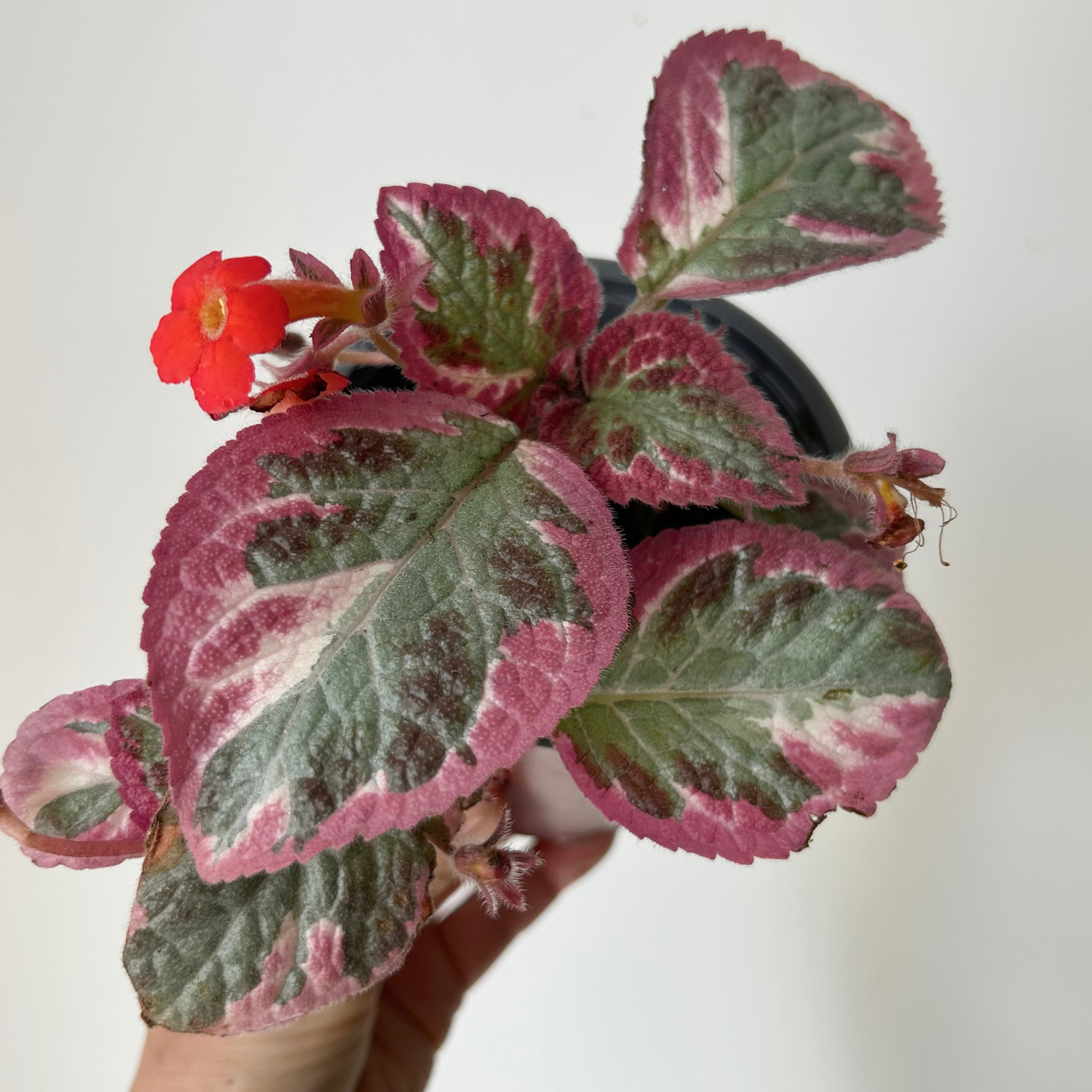 Episcia “Pink Brocade” 4” pot
