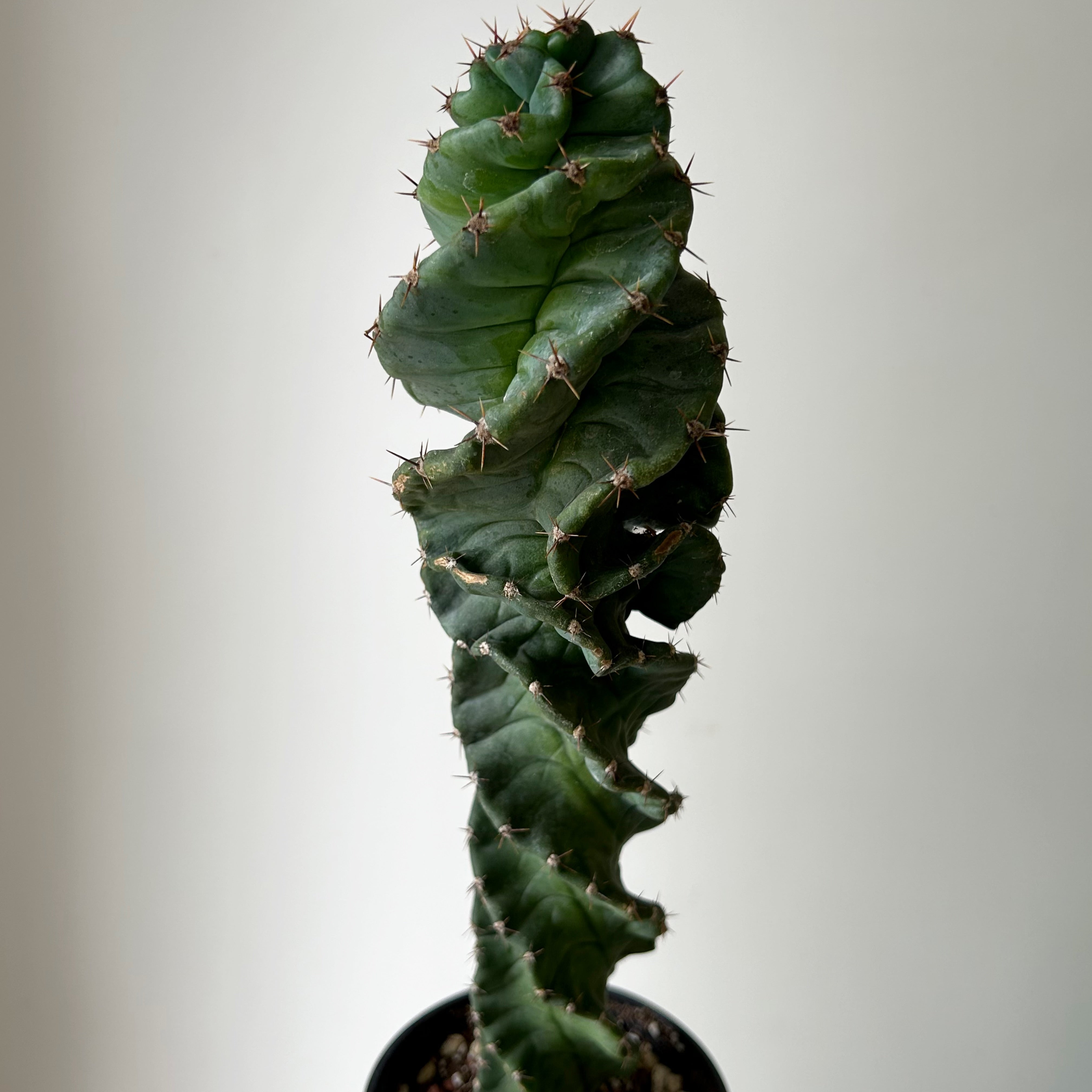 Spiral Cactus (Cereus forbesii spiralis) tall in 3.25”pot