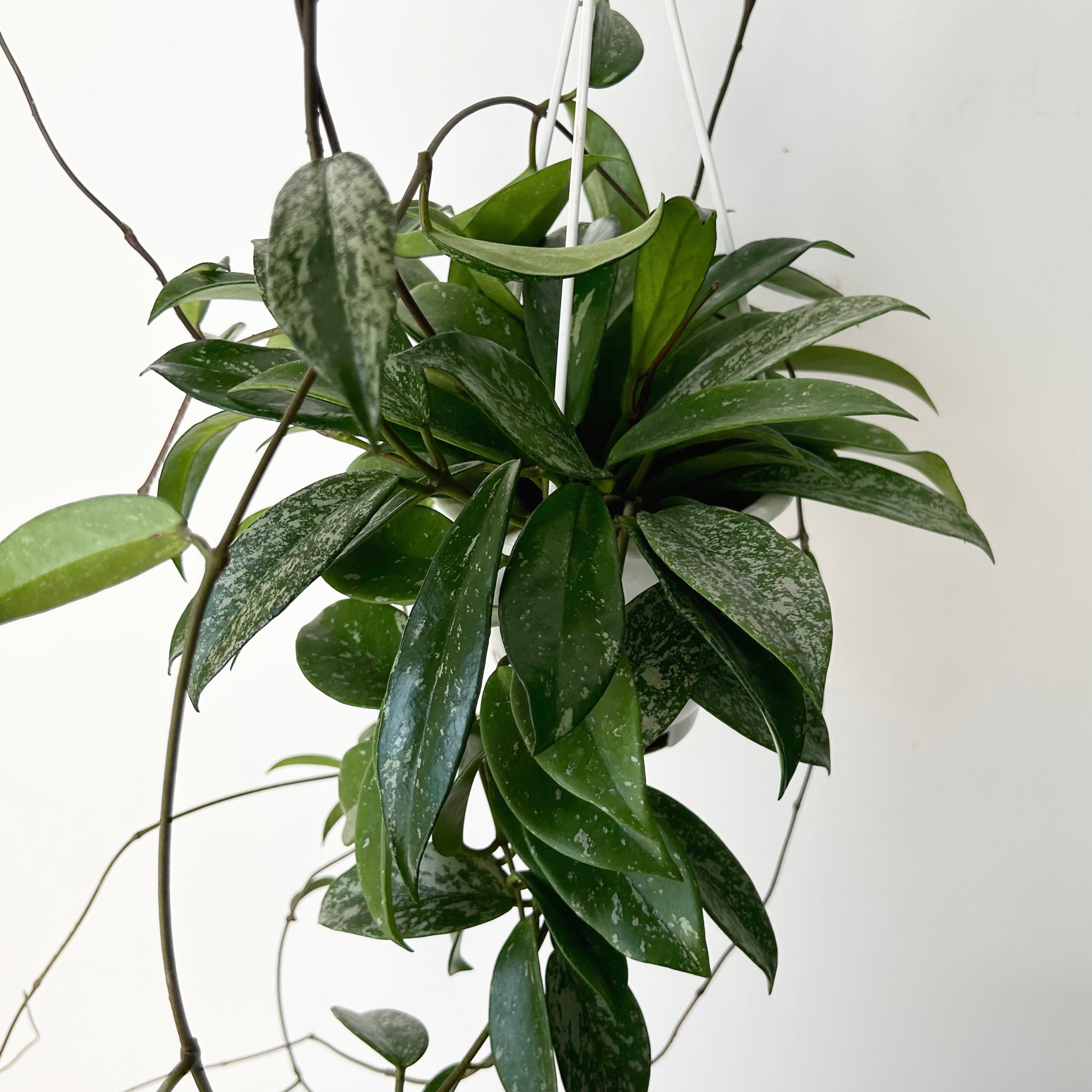 Hoya pubicalyx 6” hanging basket