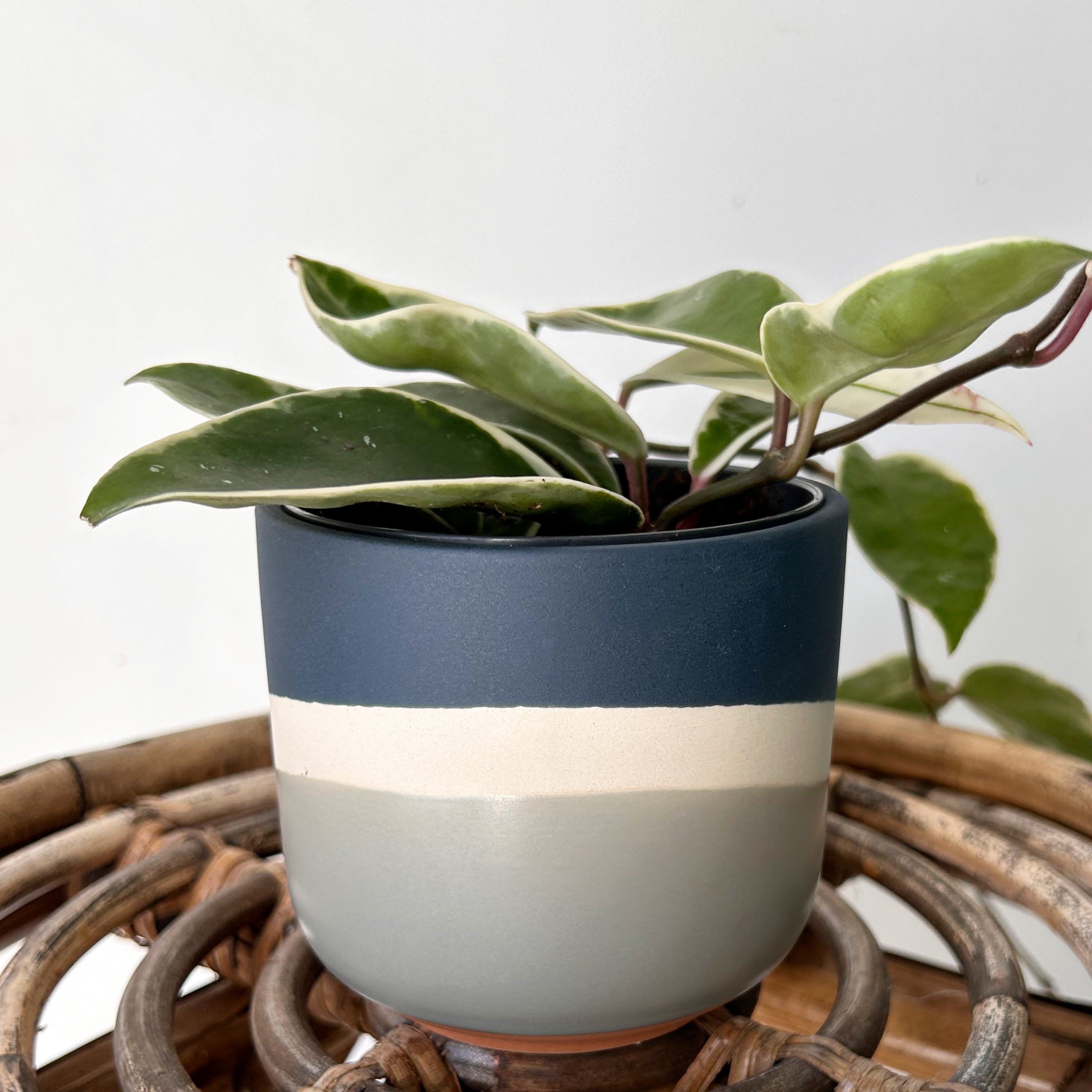 COLOURWAY Decorative Planter (3.5”x3.5”)