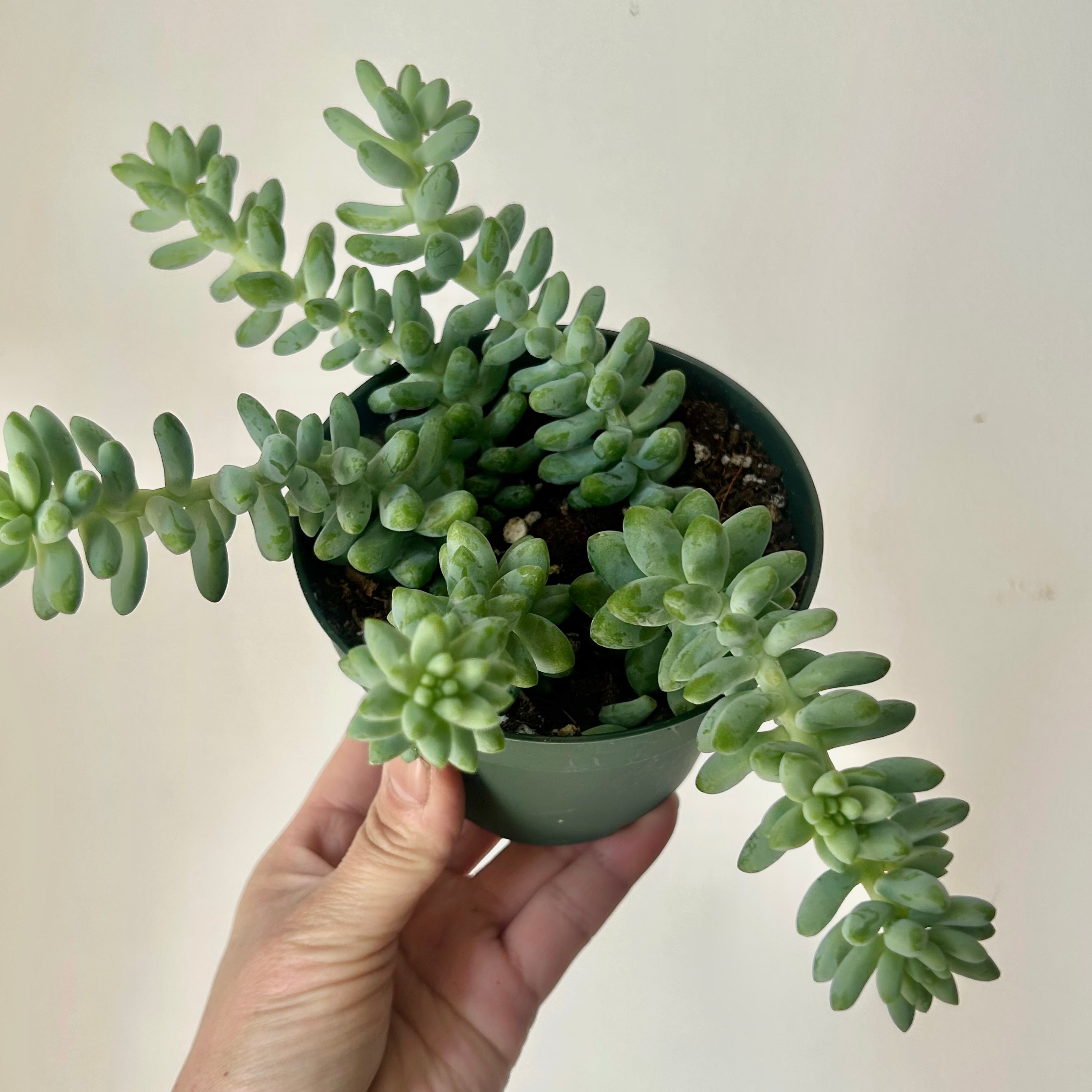 Burro's Tail Succulent  (Sedum Morganianum "Burrito") 4”pot