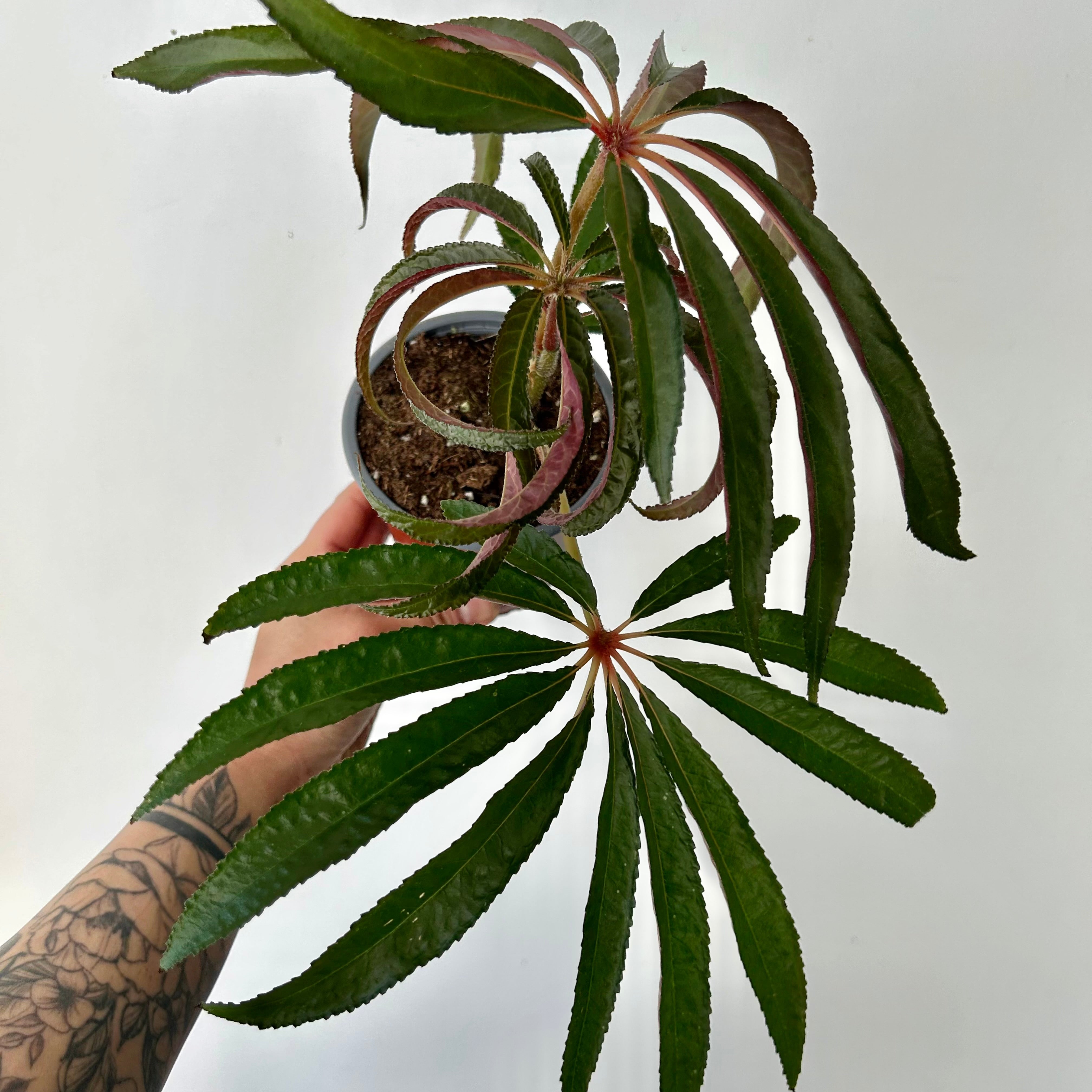 Palm Leaf Begonia (Luxurians) 4” pot