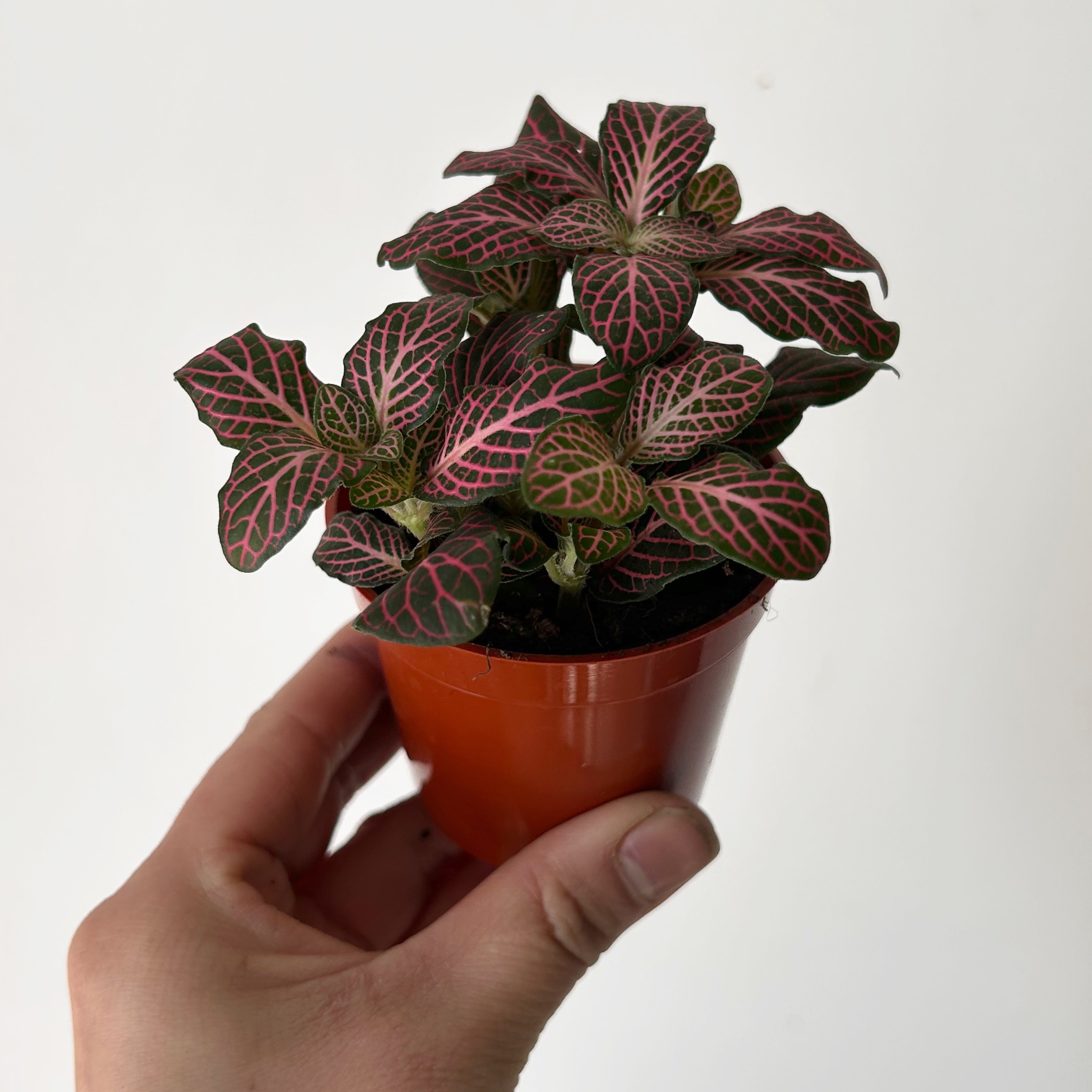 Pink Nerve Plant (Fittonia) 3”pot