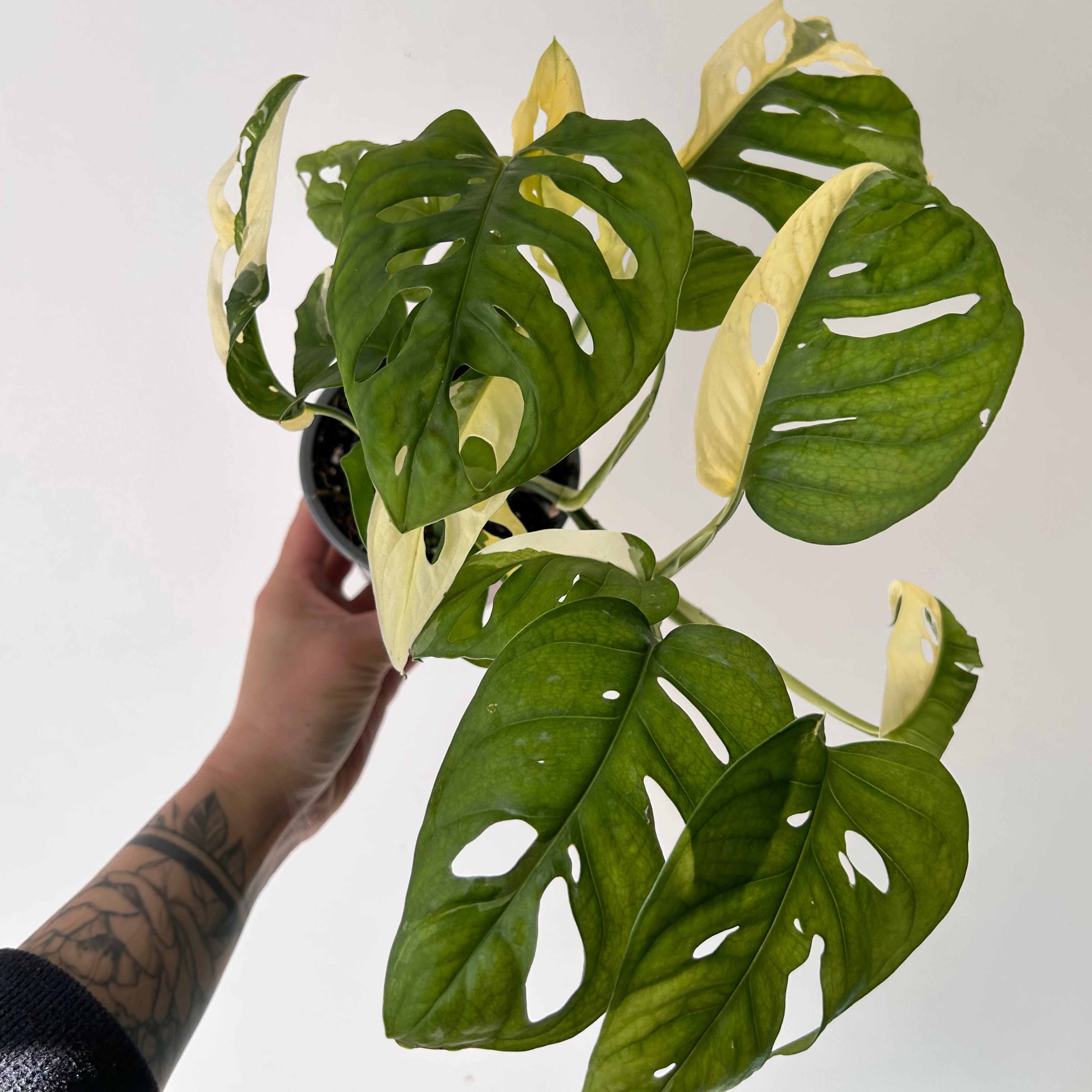 Monstera adansonii aurea variegated 4” pot