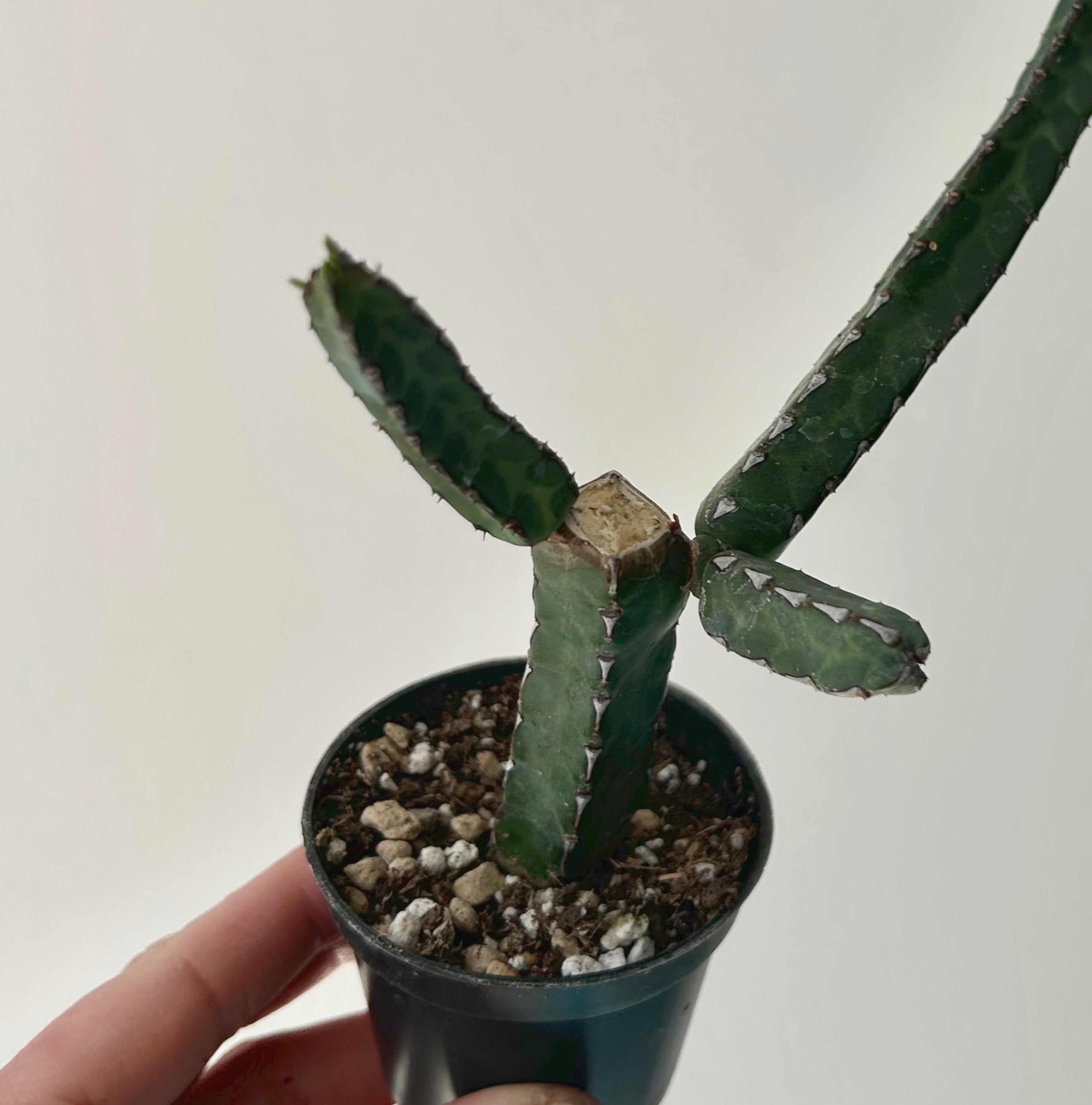 Euphorbia heterochroma 2.5” pot
