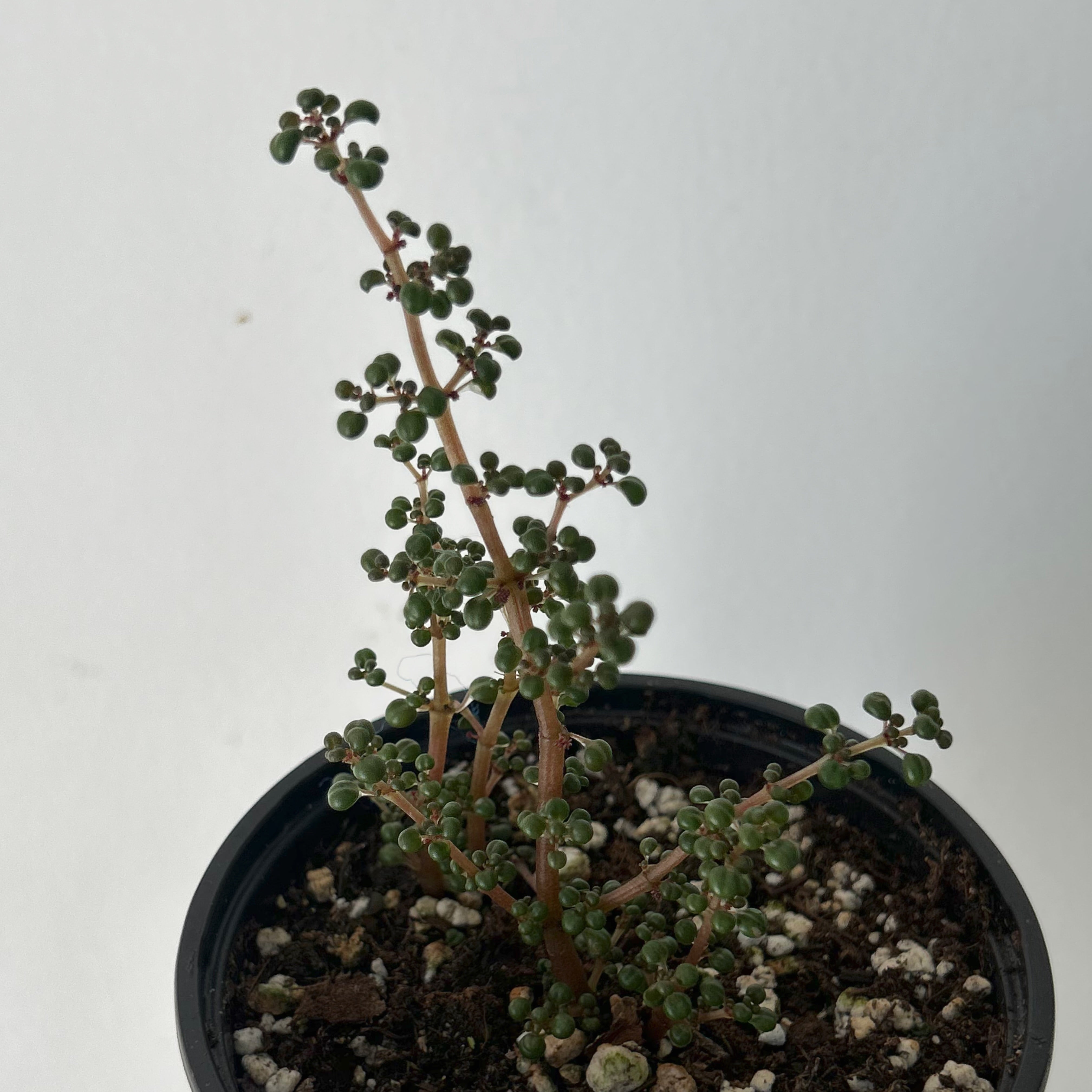 Pilea serpyllacea globosa 4” pot