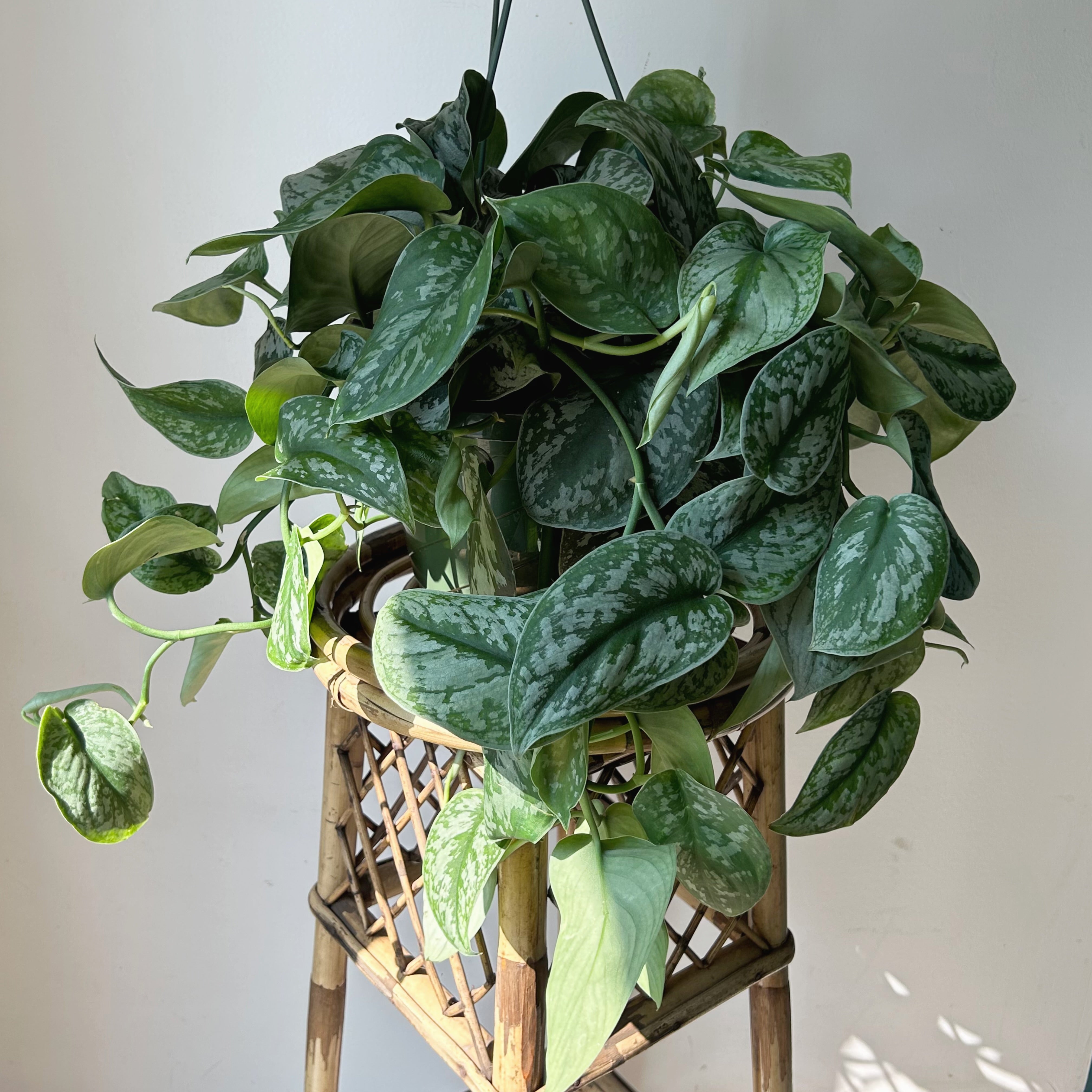 Scindapsus “Exotica” 8” Hanging Basket