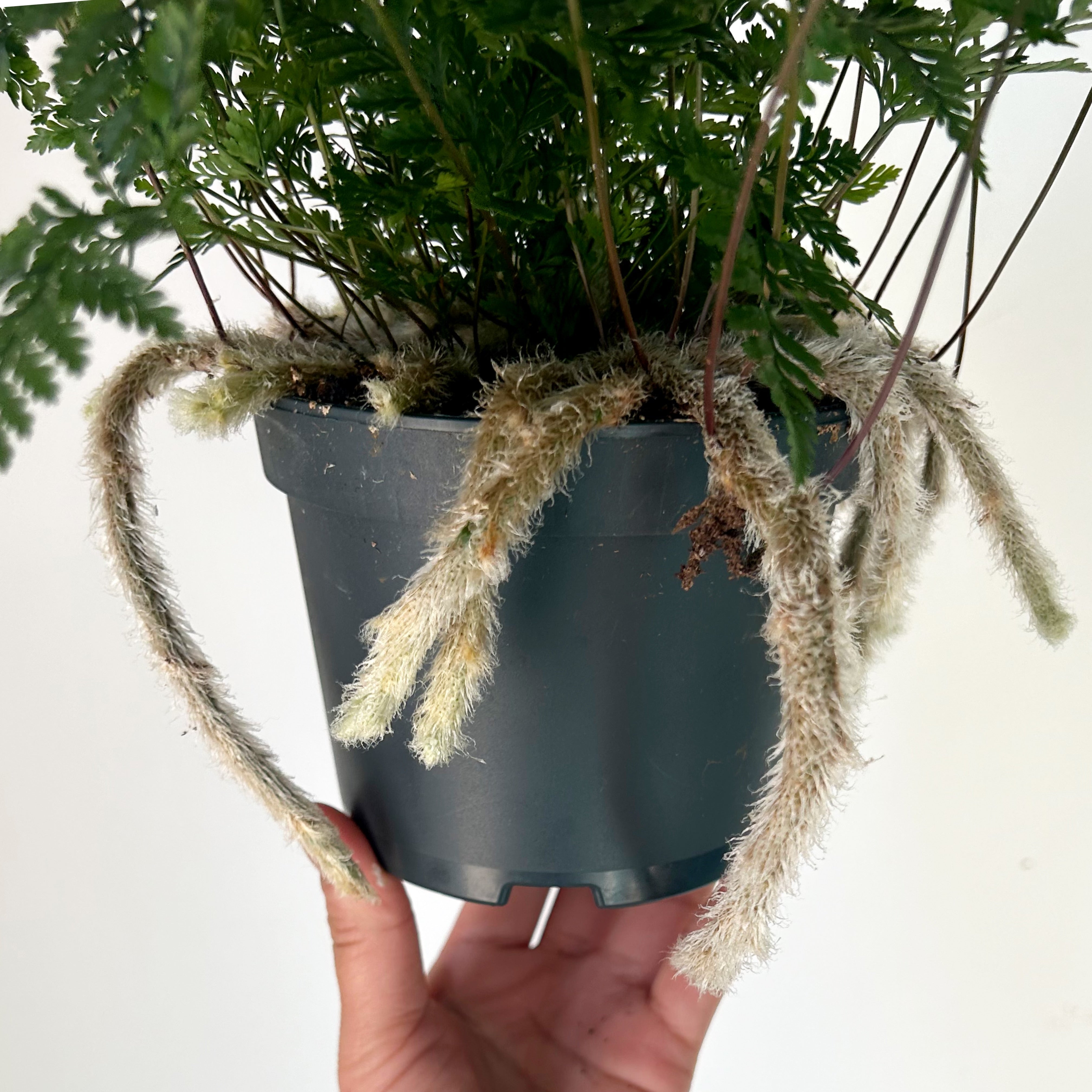 Rabbit Foot Fern (Davallia fejeensis) 5" pot
