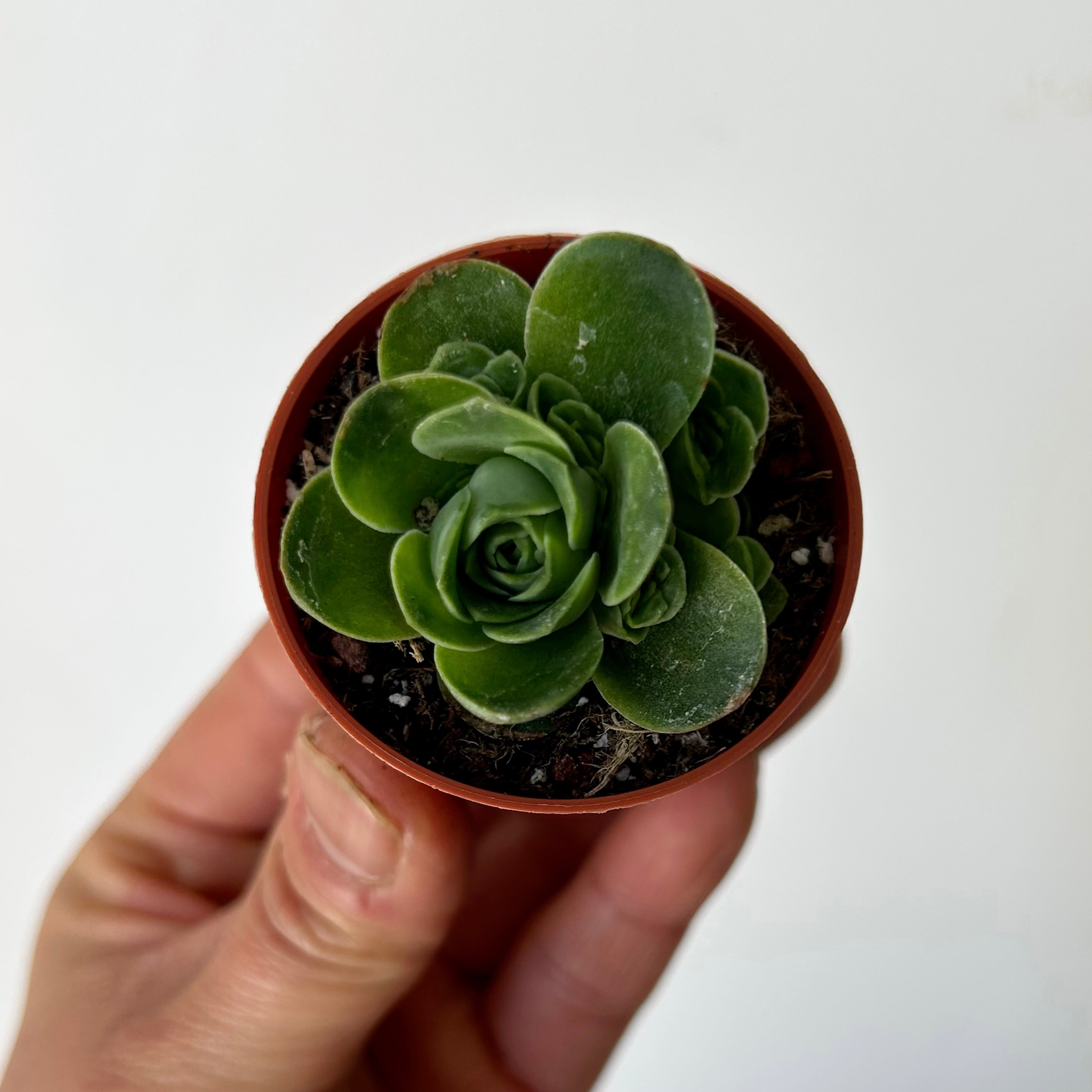 Mountain Rose Succulent (Greenovia dodrantalis) 2" pot